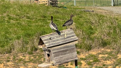 Corella Farm
