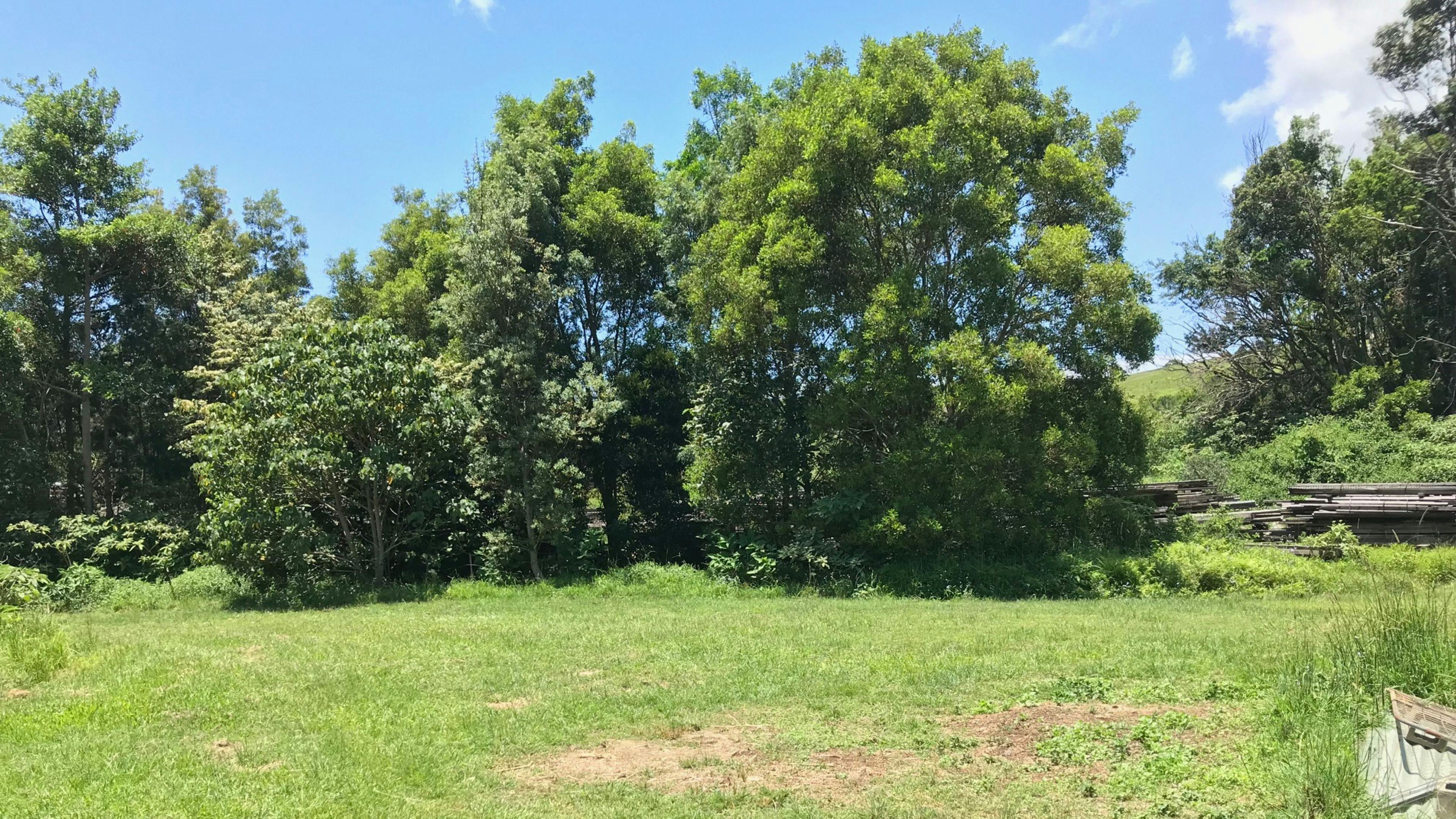 Sheep Paddock