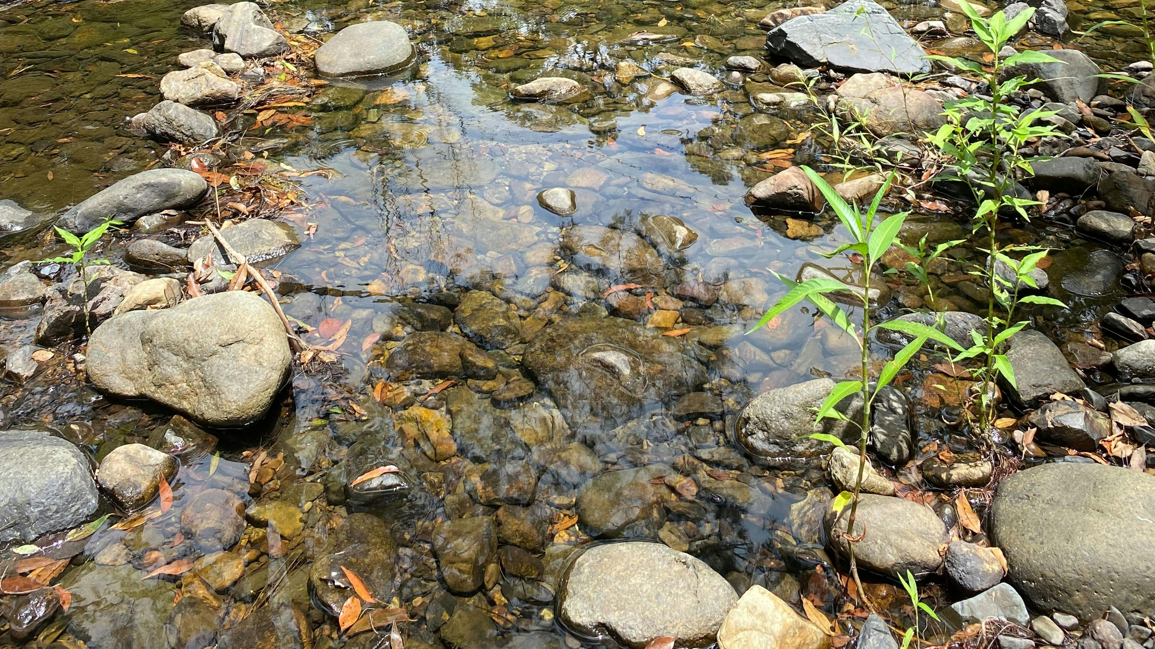 오리너구리 개울