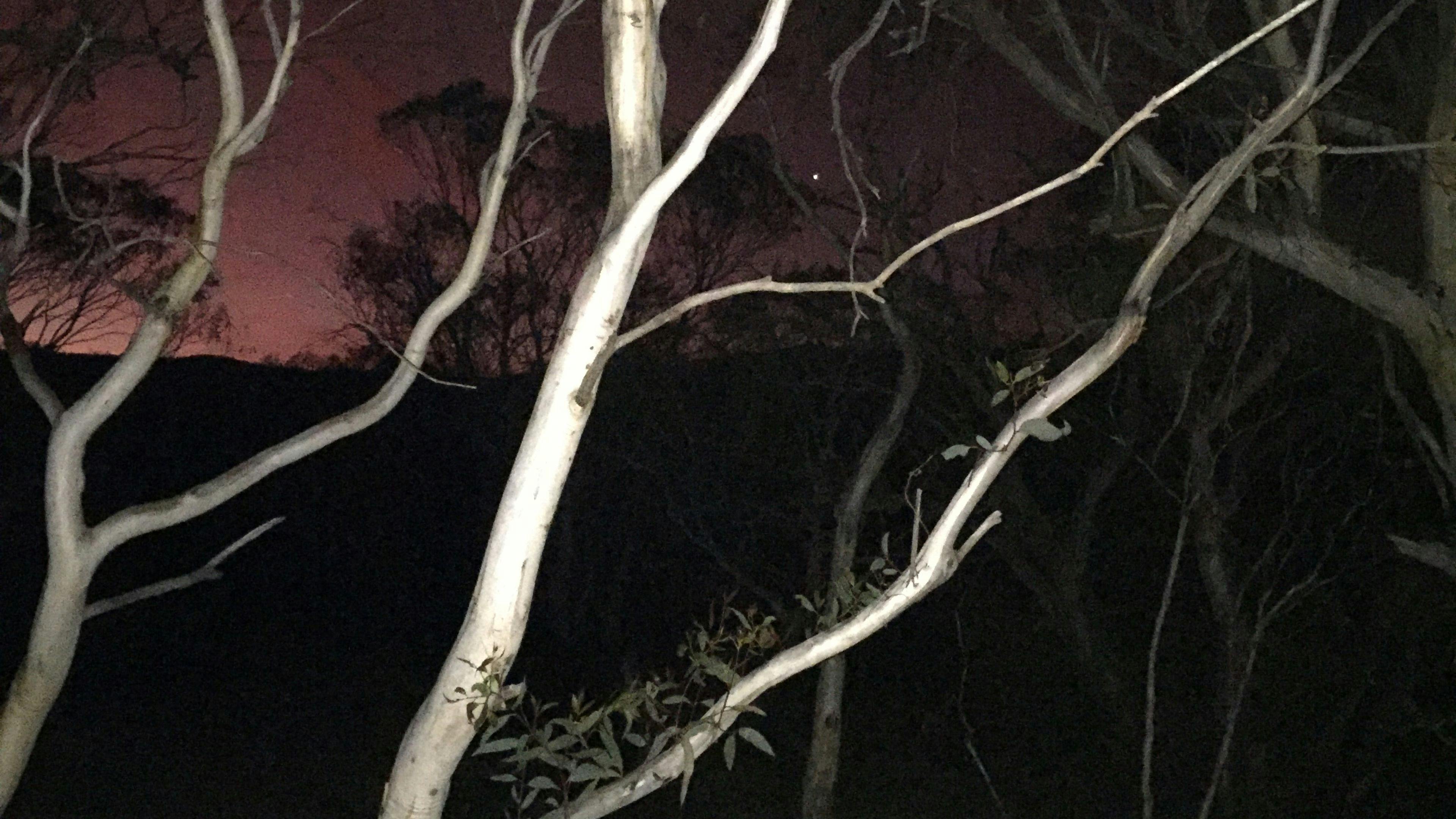 Ghostwood