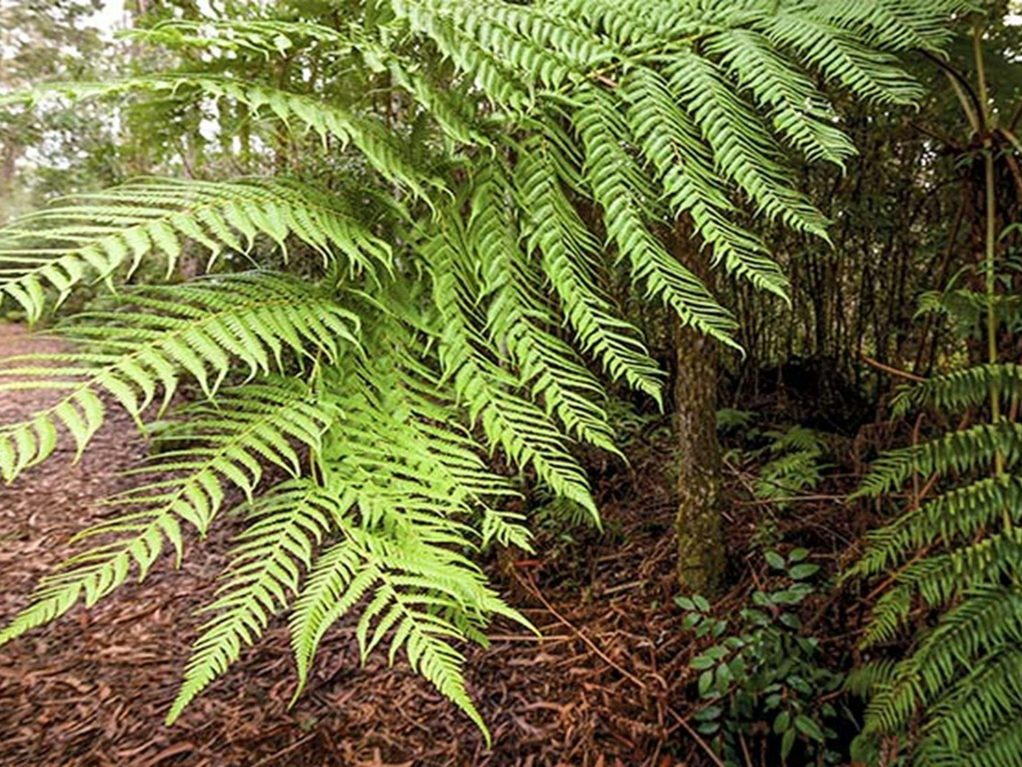 Forest walking track, Gibraltar Range National Park. Photo: Robert Cleary &copy; DPIE