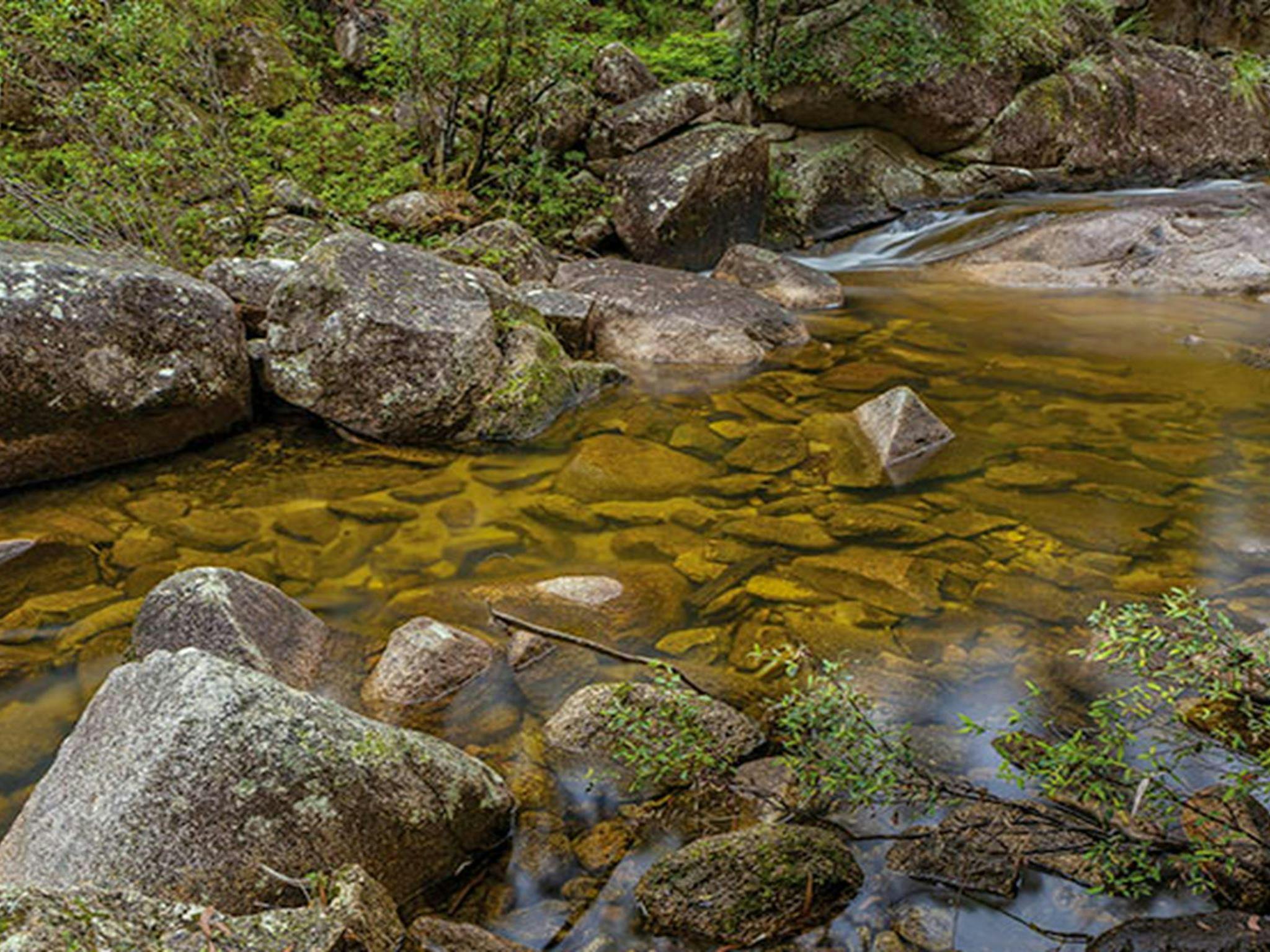 Murrumbooee Cascades walking track, Gibraltar Range National Park. Photo: Robert Cleary &copy; DPIE