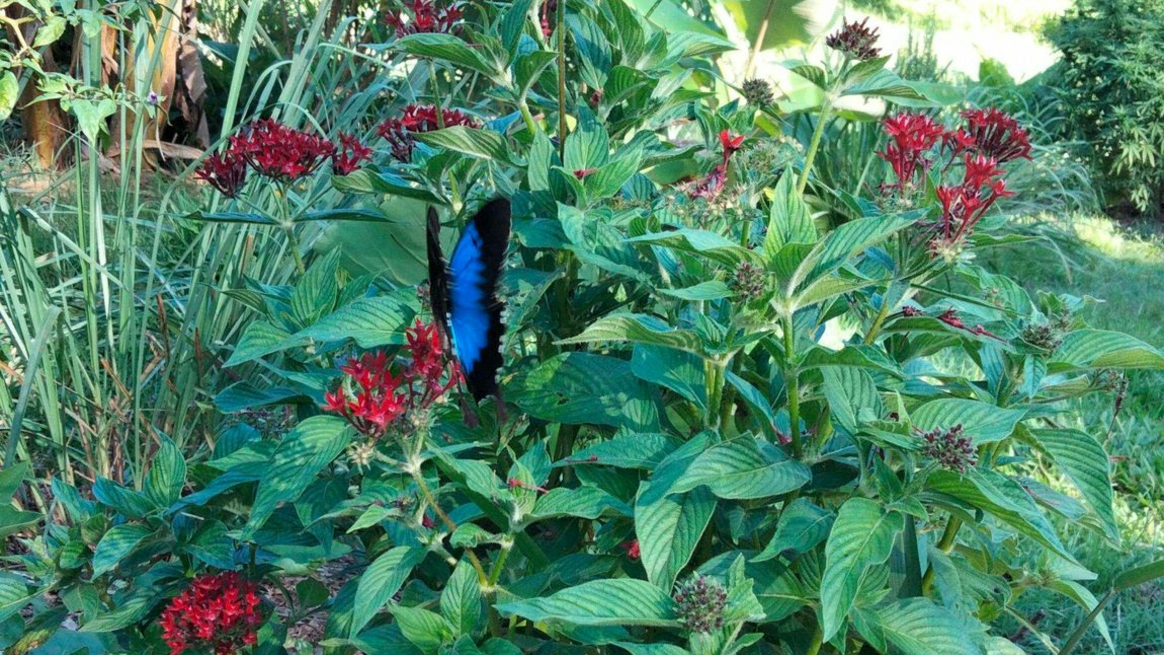 Ginya Mija Wamban (Camp I Built)