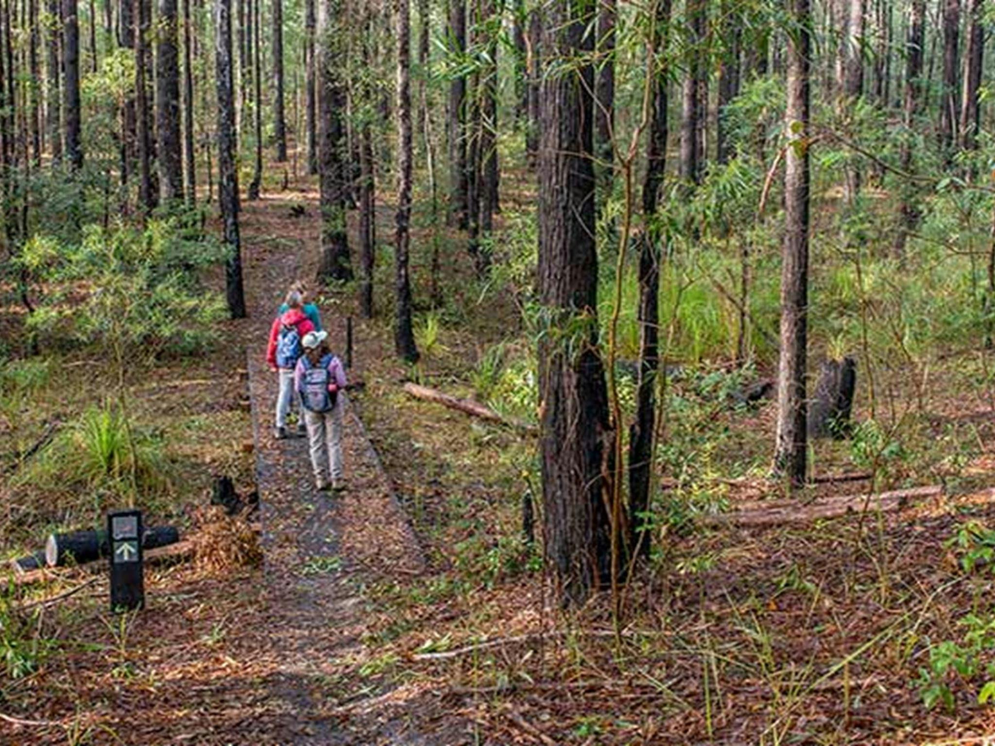 Tallowwood forest, Giriwa walking track, Meroo National Park. Photo: Michael Van Ewijk &copy; OEH
