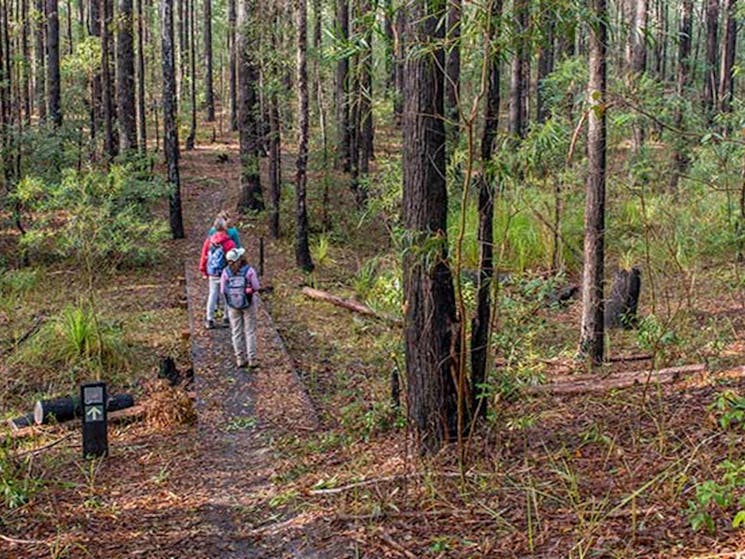 Tallowwood forest, Giriwa walking track, Meroo National Park. Photo: Michael Van Ewijk &copy; OEH