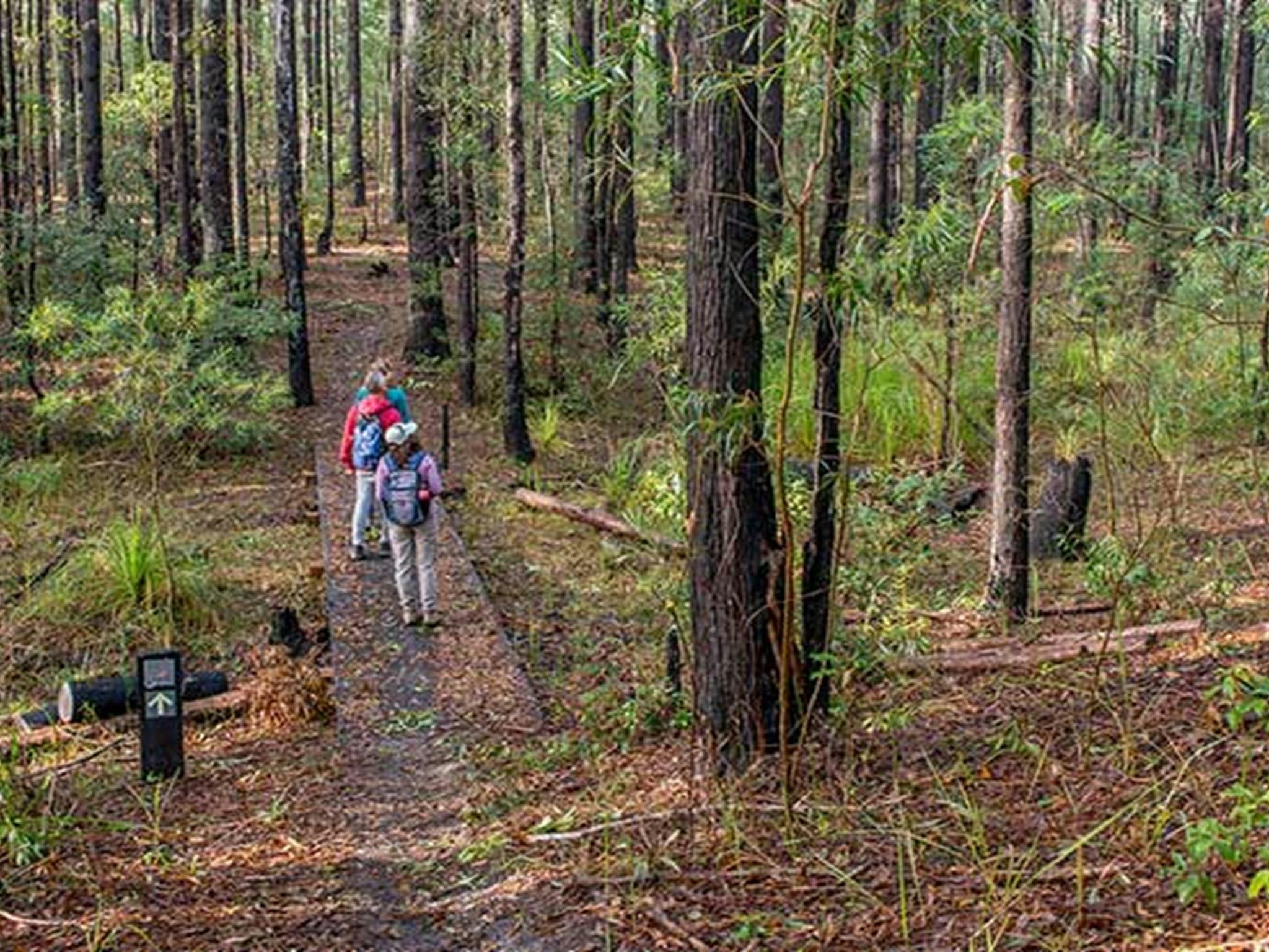 Tallowwood forest, Giriwa walking track, Meroo National Park. Photo: Michael Van Ewijk &copy; OEH