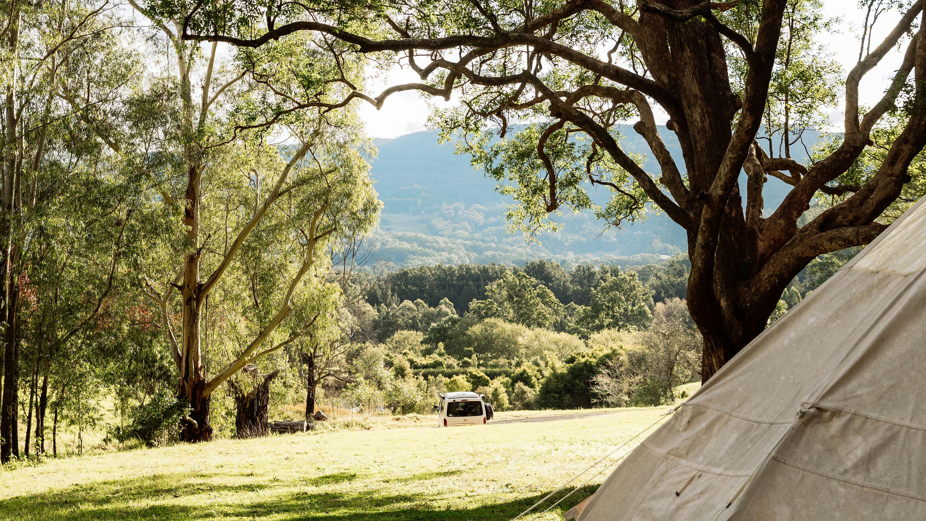 Glamping Around An Ancient Tree