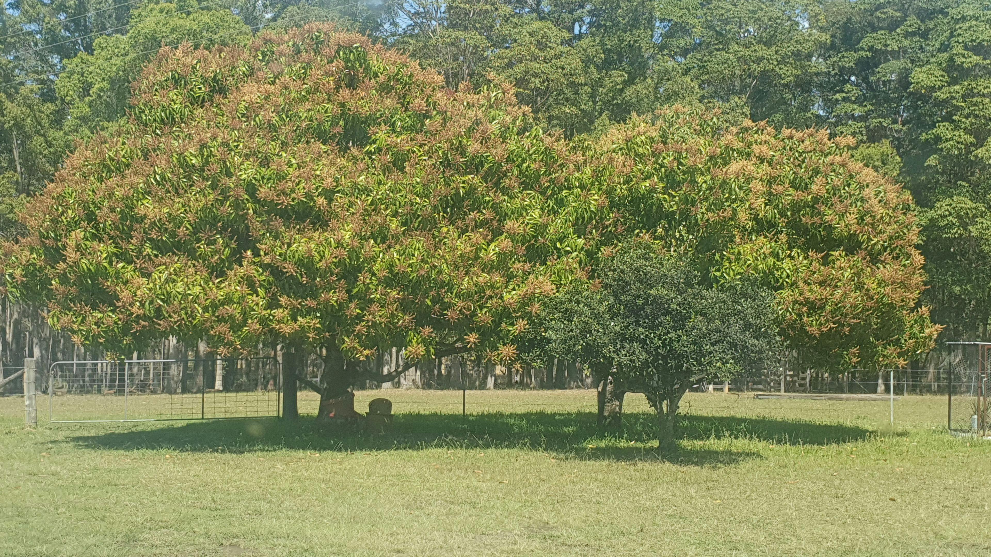 Glencliffe Lea