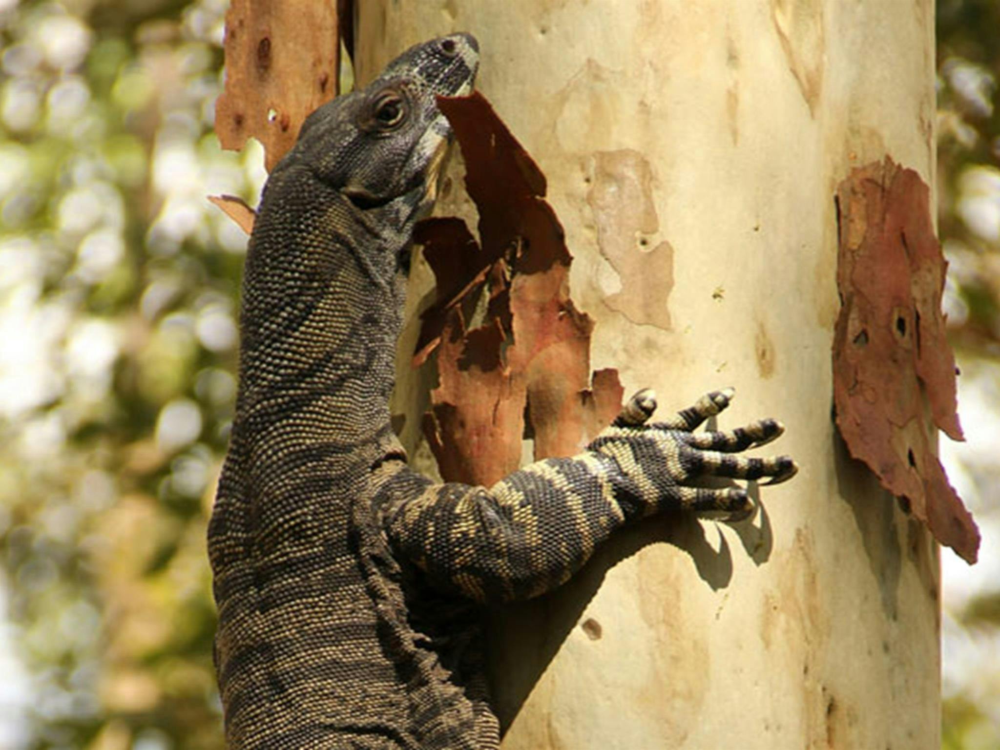 Lace goanna, Blue Gum Hills Regional Park. Photo: John Yurasek &copy; DPIE
