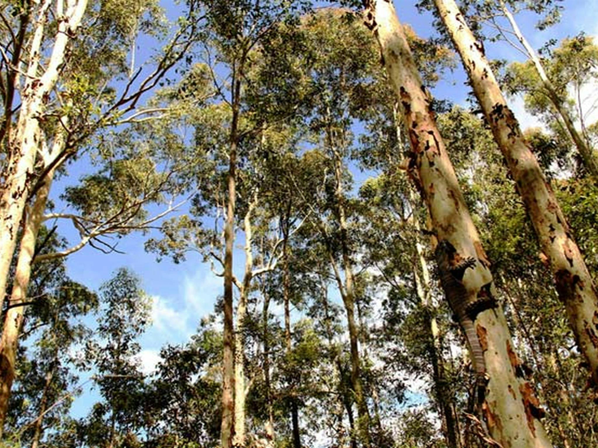 Goanna and gum trees, Blue Gum Hills Regional Park. Photo: John Yurasek &copy; DPIE