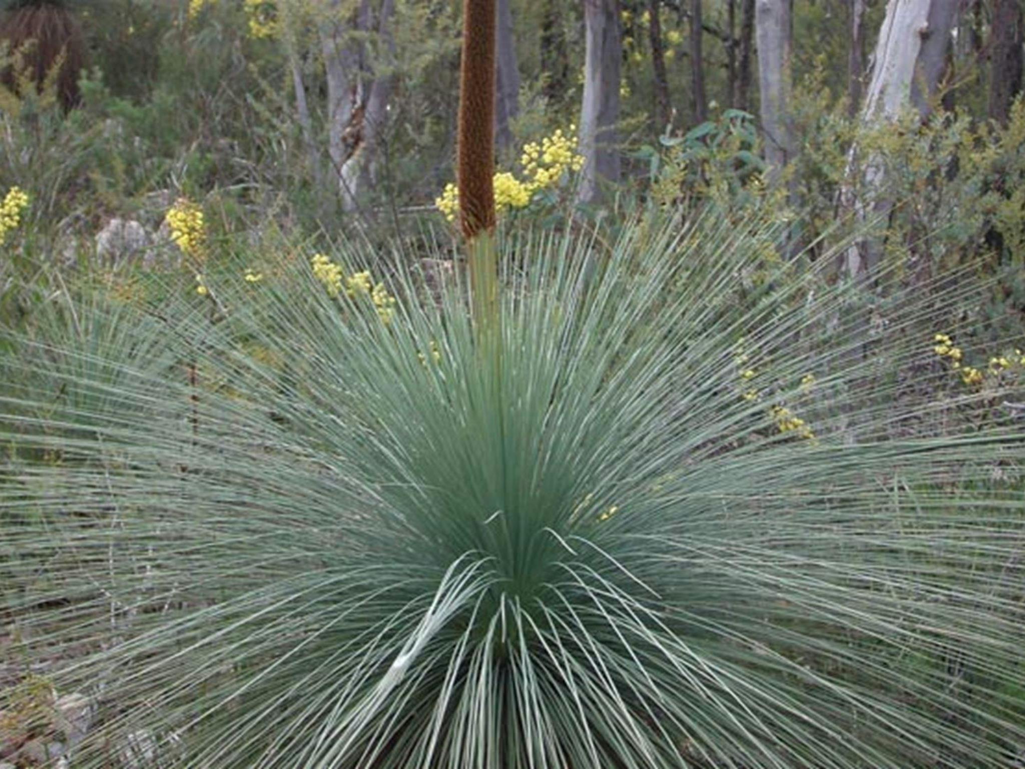 Wanda Wandong campground, Goobang National Park. Photo: Amanda Lavender &copy; DPIE