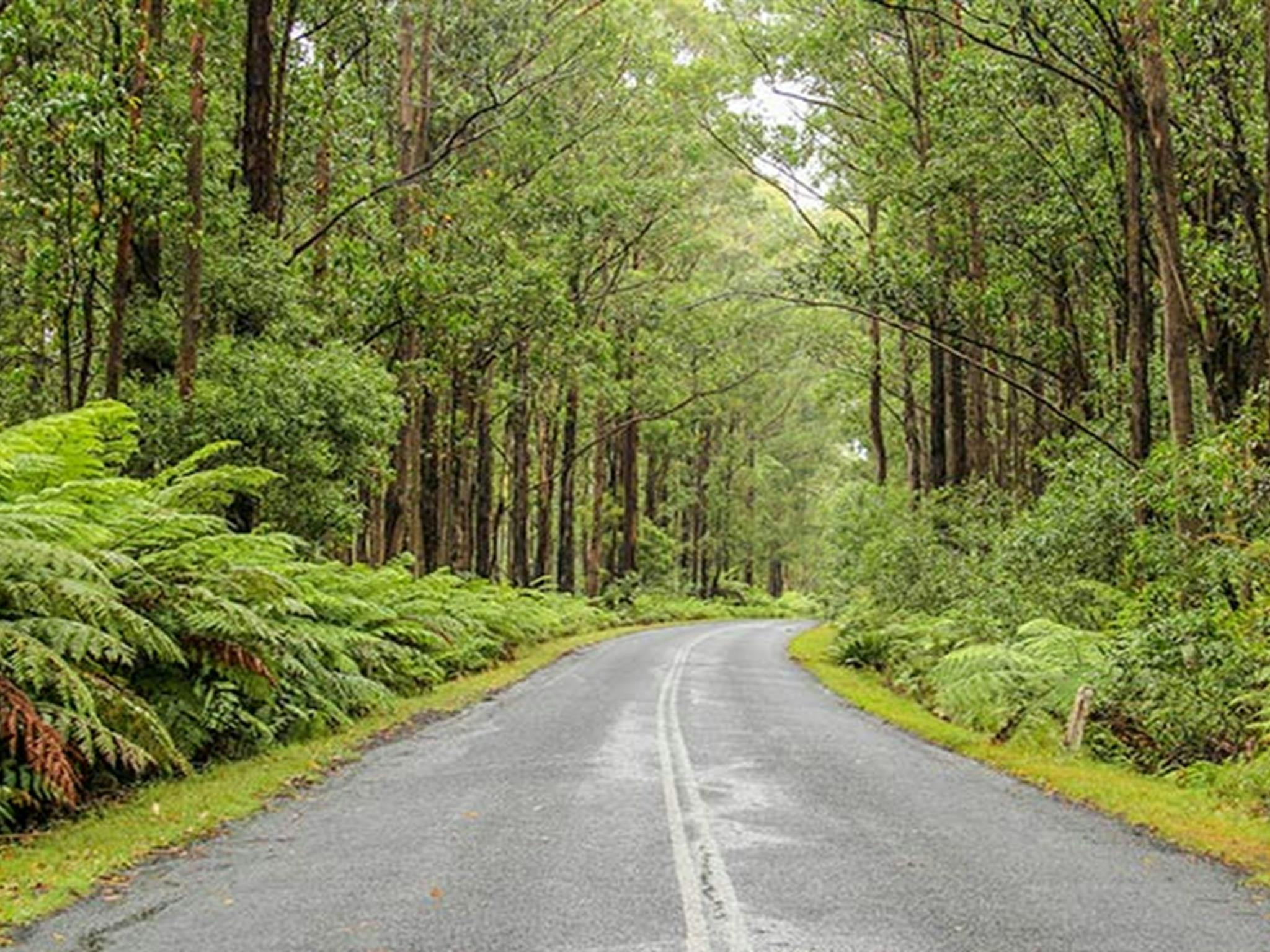 Goodenia Rainforest picnic area, South East Forest National Park. Photo: John Spencer