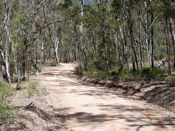 Big River track, Goulburn River National Park. Photo: Nick Cubbin/NSW Government