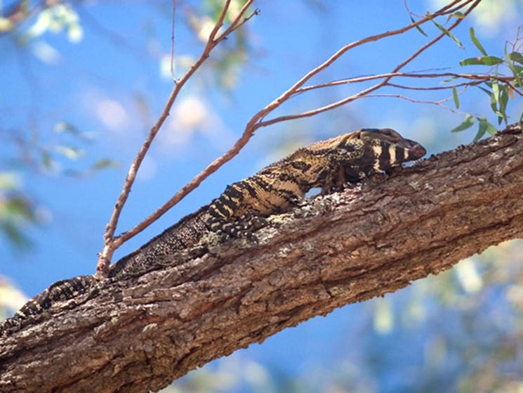 Goulburn River National Park, goanna. Photo: Nick Cubbin/NSW Government