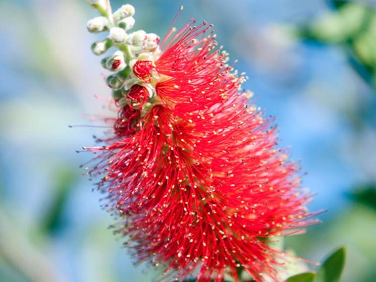 Goulburn River National Park, grevillea. Photo: Nick Cubbin/NSW Government