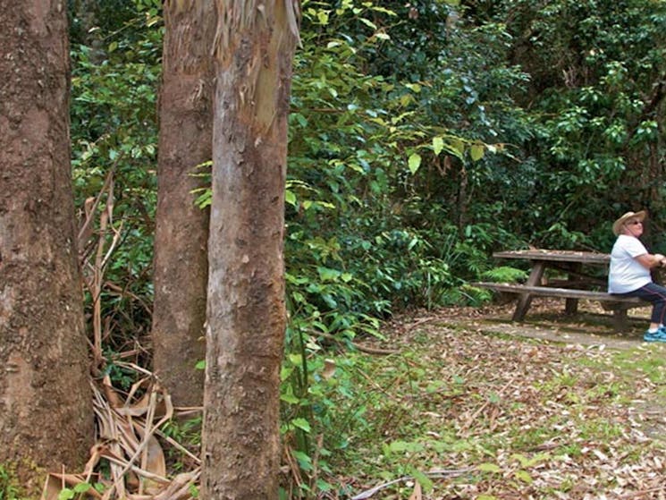 Grandis picnic area, Myall Lakes National Park. Photo: John Spencer