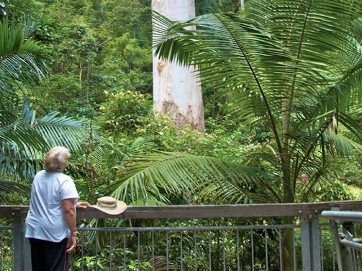 The Grandis in Grandis picnic area, Myall Lakes National Park. Photo: John Spencer