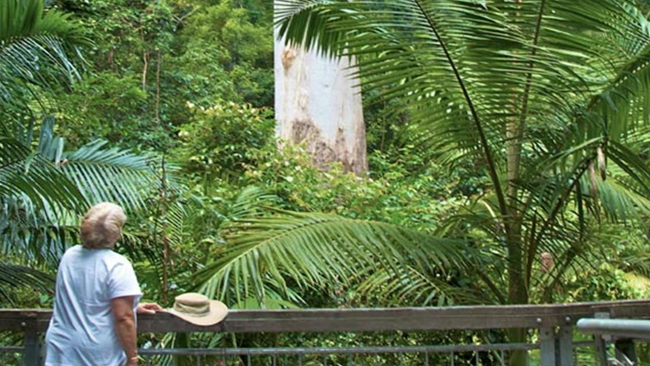 Grandis picnic area