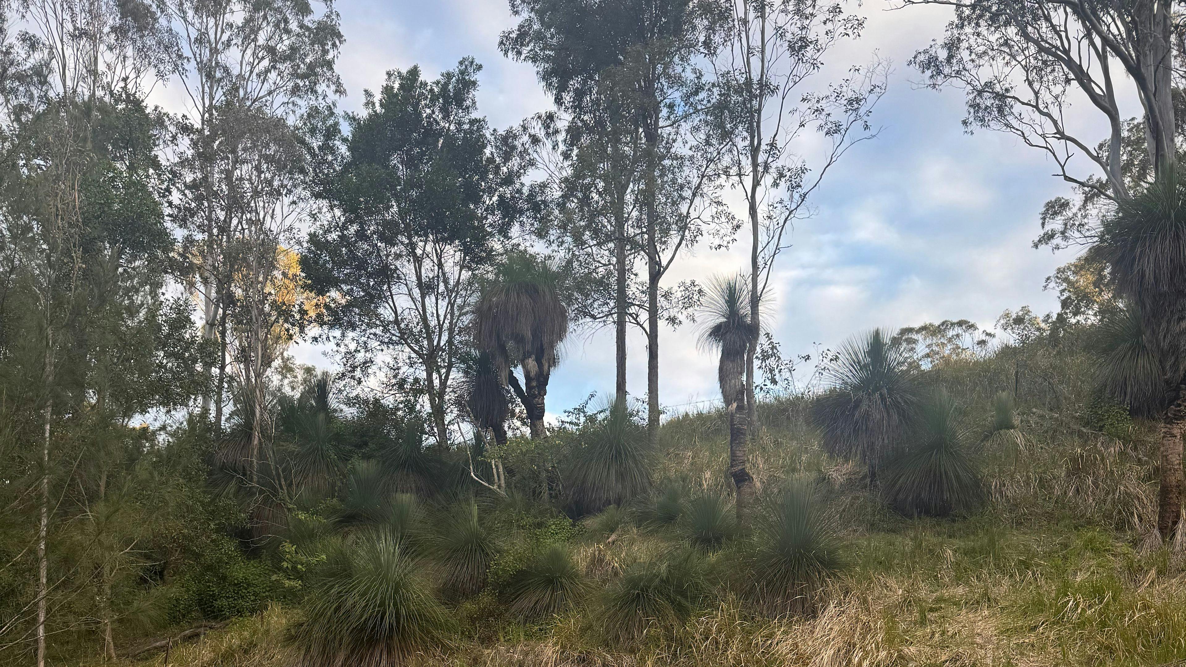Grass Tree Crossing