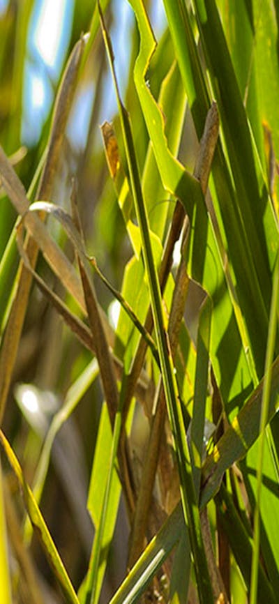 Grass Photo:Emily Ingram Copyright:NSW Government