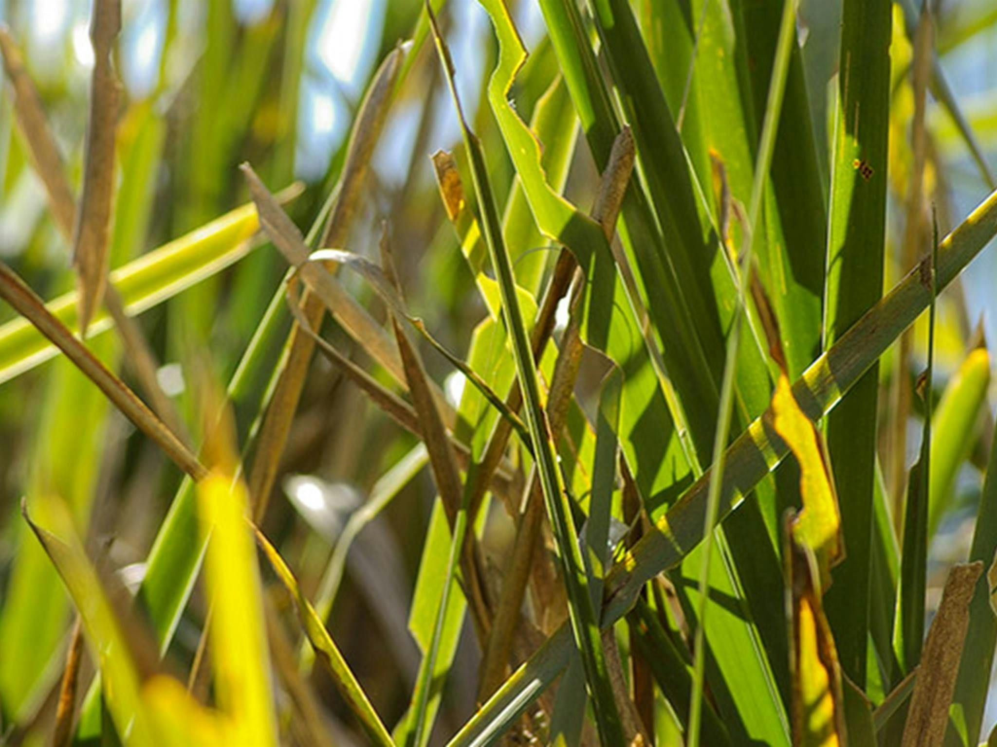 De Kerrilleau 野餐區