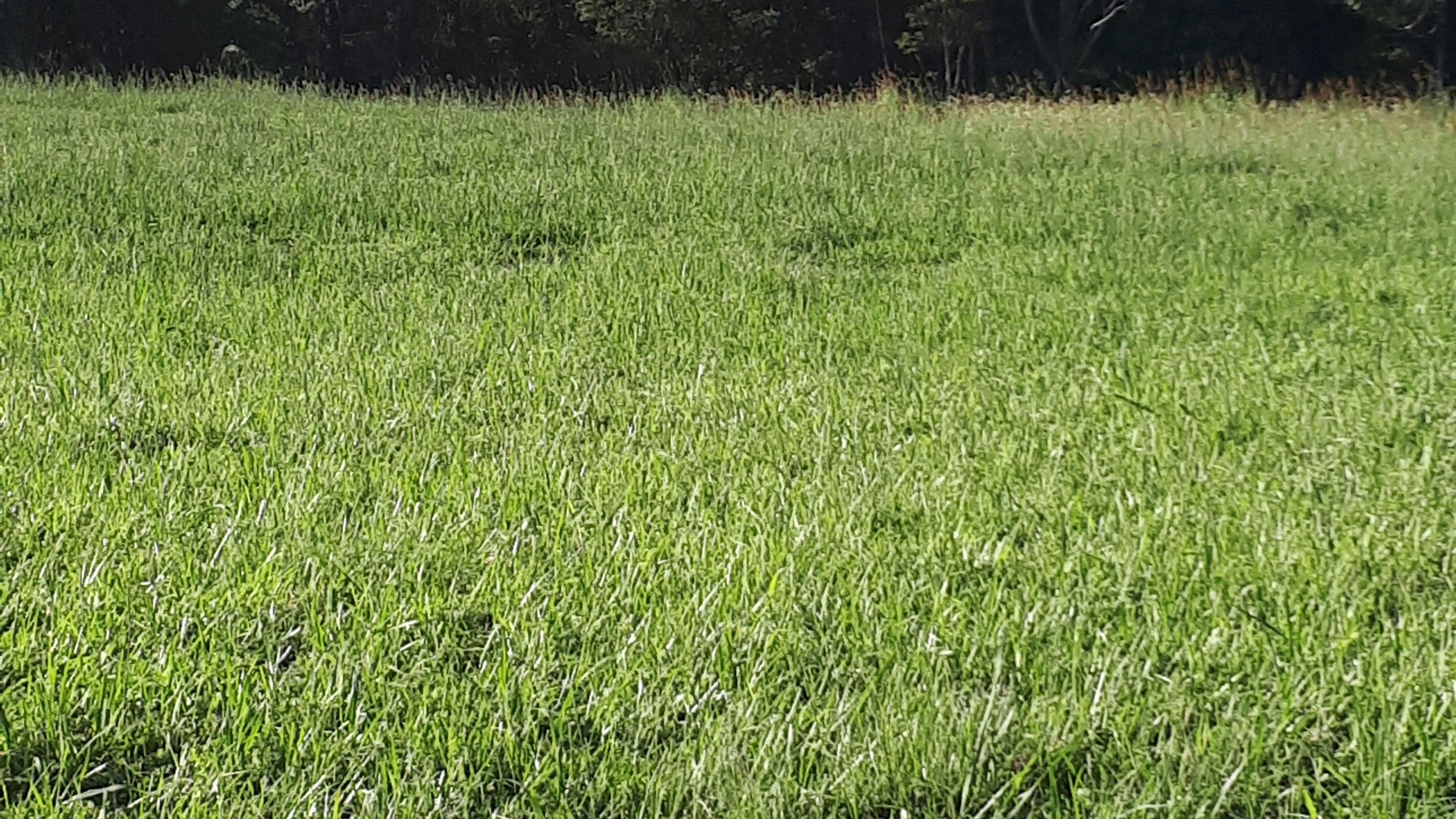 Green Paddock Close to Coffs