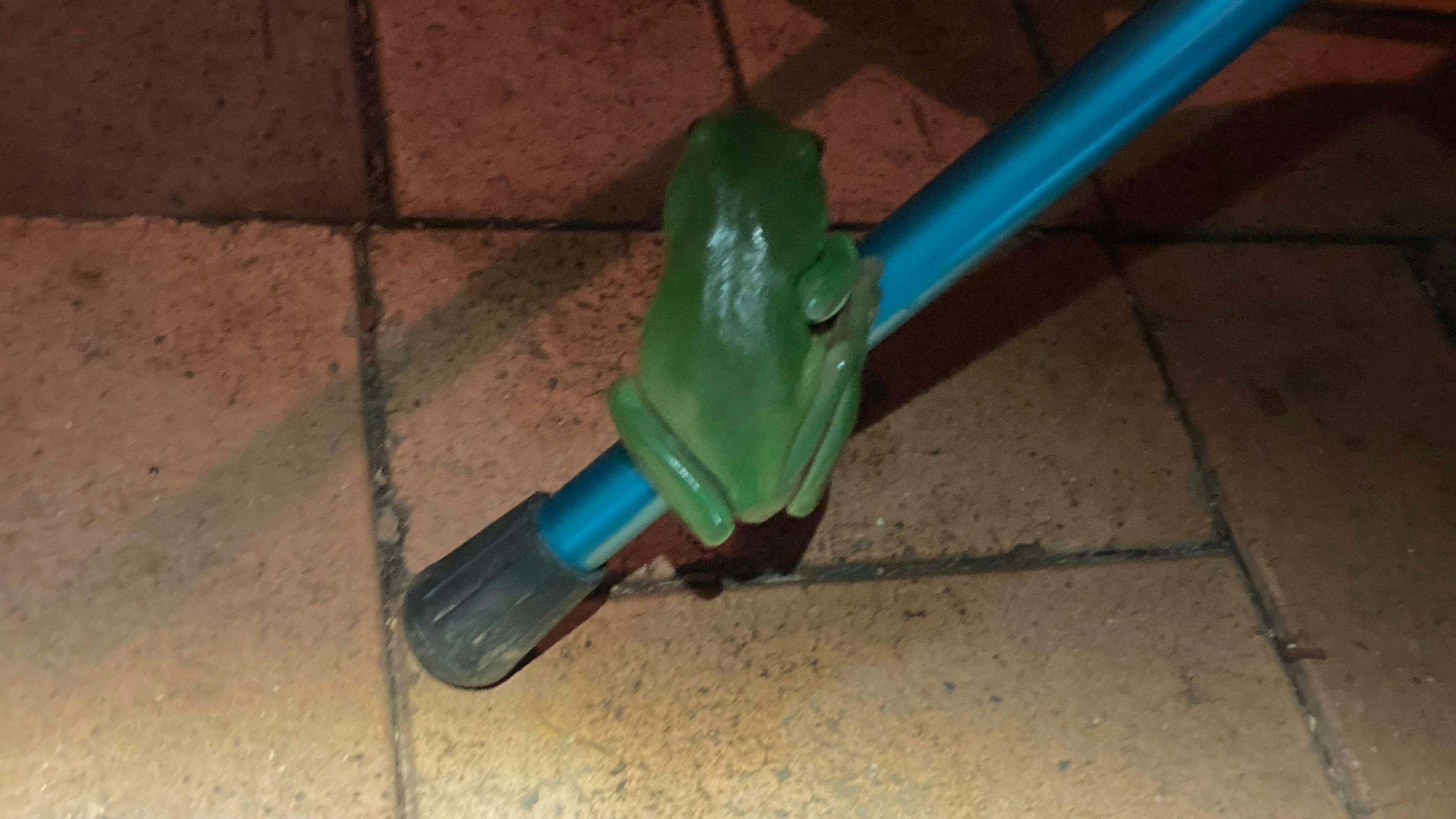 Green Tree Frog Oasis