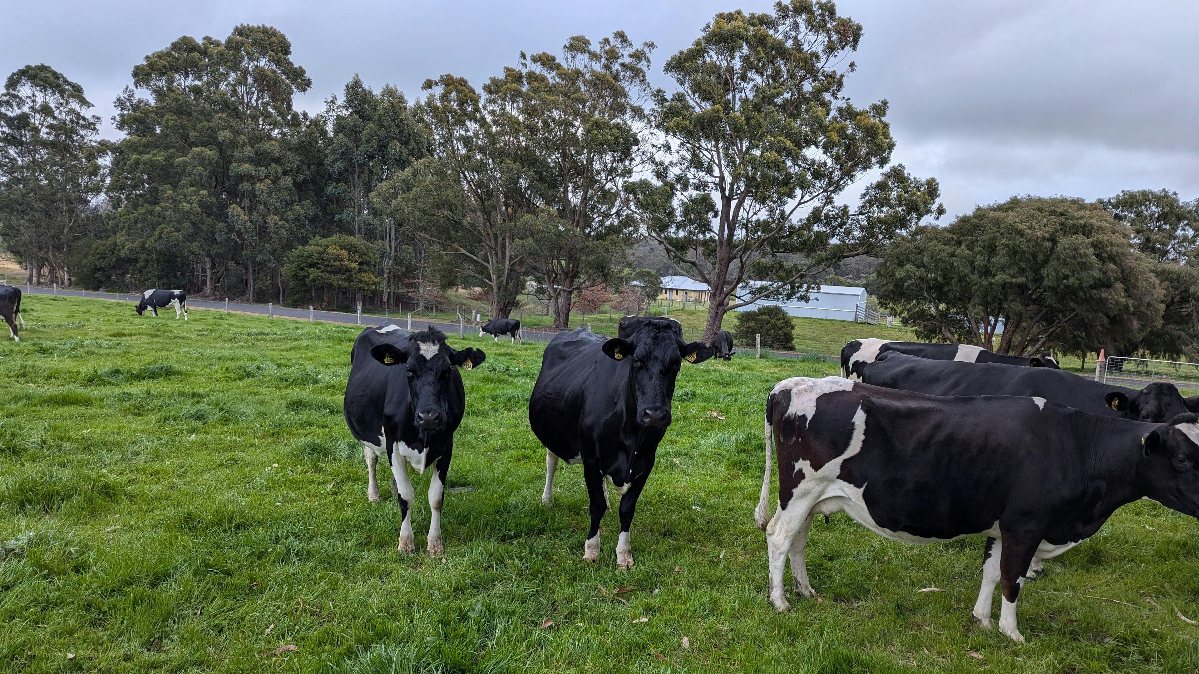 Green Valley Farm Stay