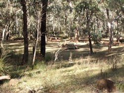 Greenbah campground, Goobang National Park. Photo: Phil Tattersall/NSW Government