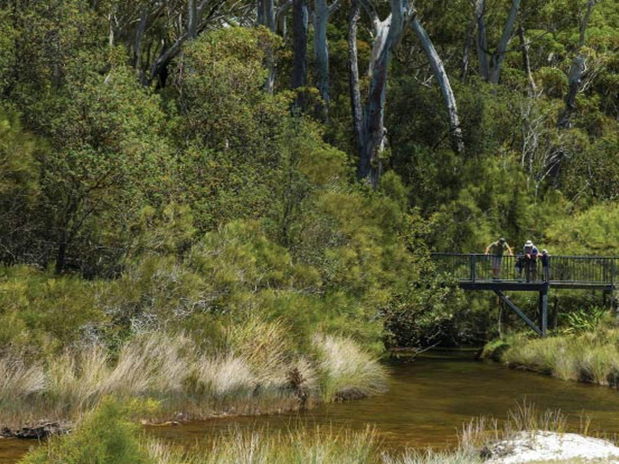 Menschen stehen auf einem Holzsteg über einem Bach im Jervis Bay Nationalpark. Foto: David Finnegan ©