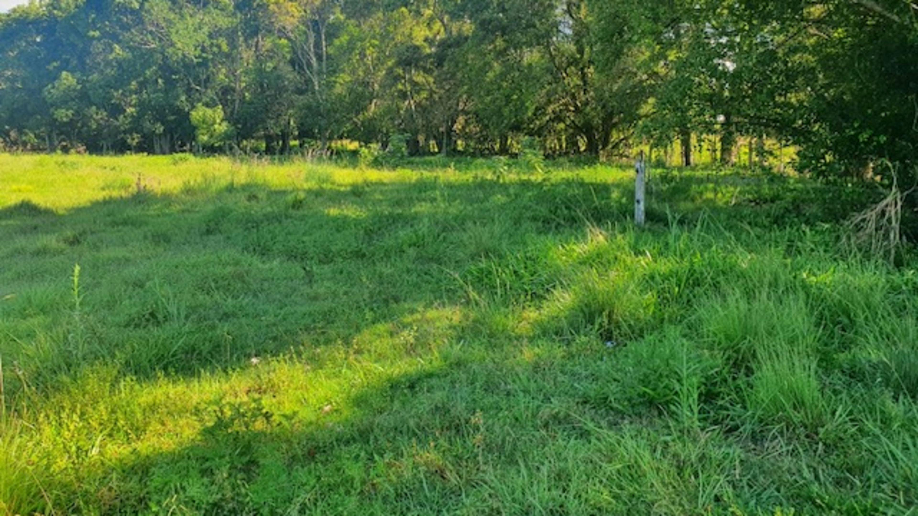 Greengates - Off Leash Dog-Friendly Camping | Campfires | Northern Rivers