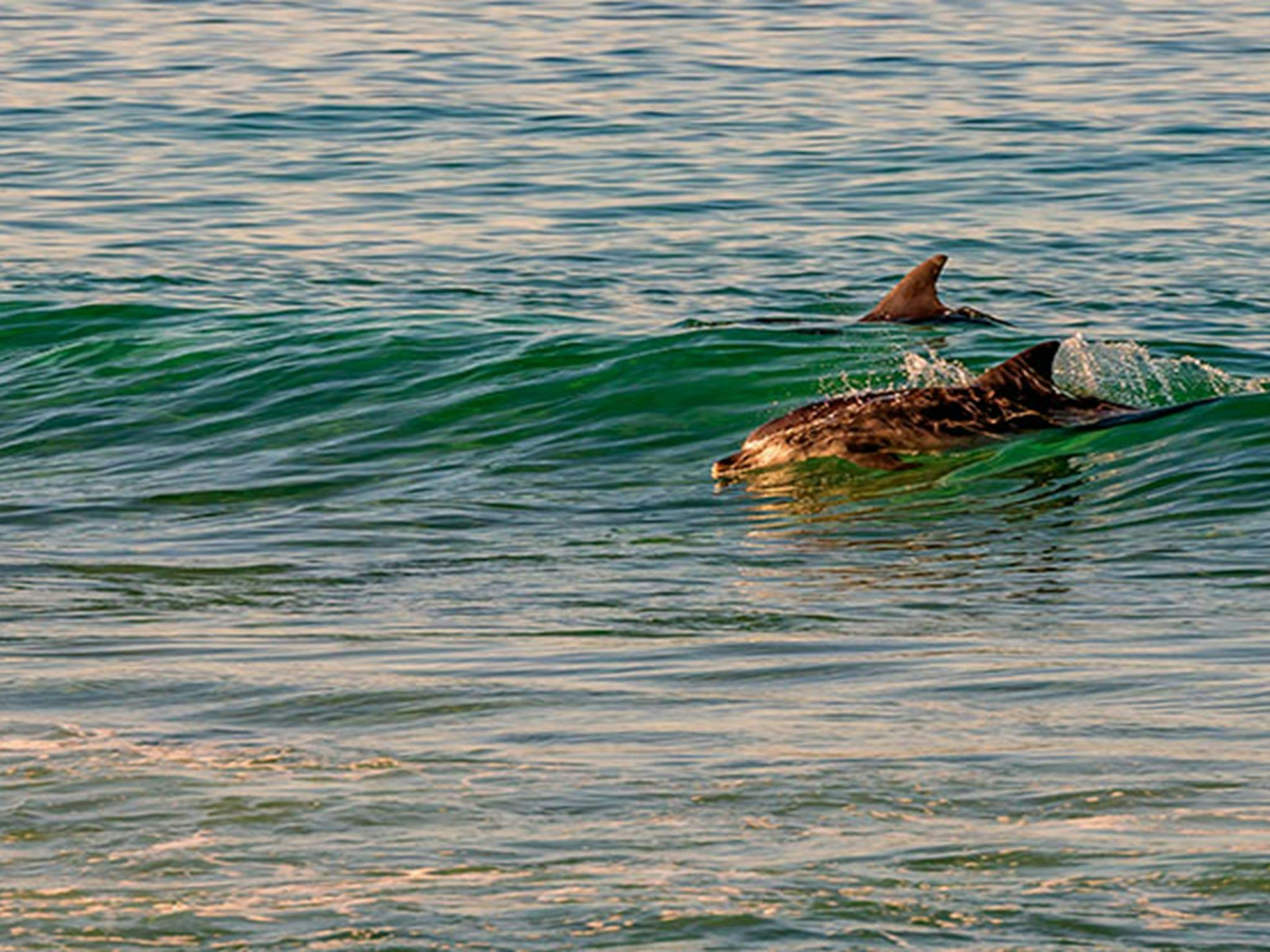 Greenglade picnic area, Nadgee Nature Reserve. Photo: John Spencer
