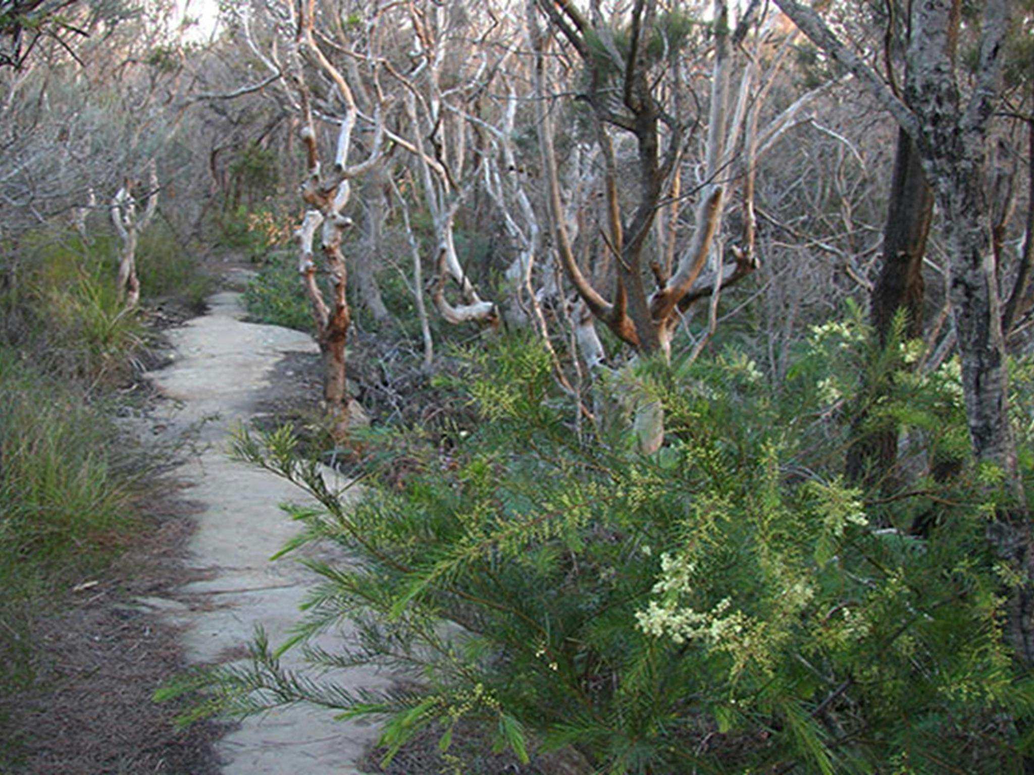 Wildflowers along the track to Grotto Point lighthouse in Sydney Harbour National Park. Photo: