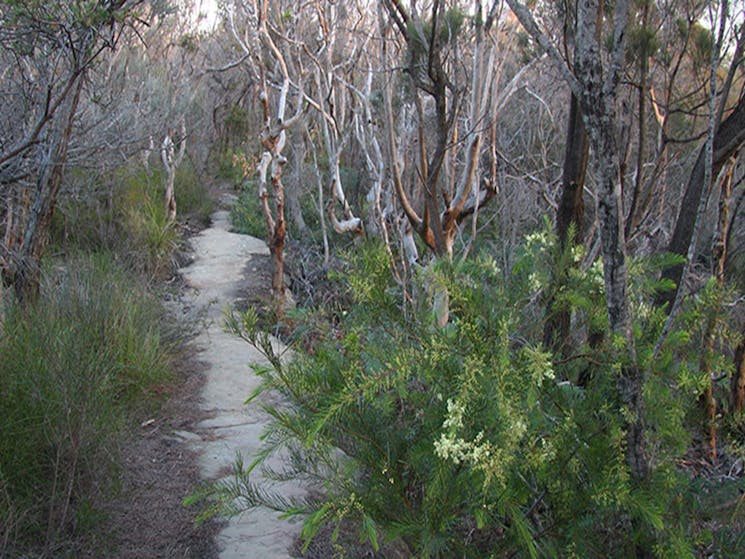 Wildflowers along the track to Grotto Point lighthouse in Sydney Harbour National Park. Photo: