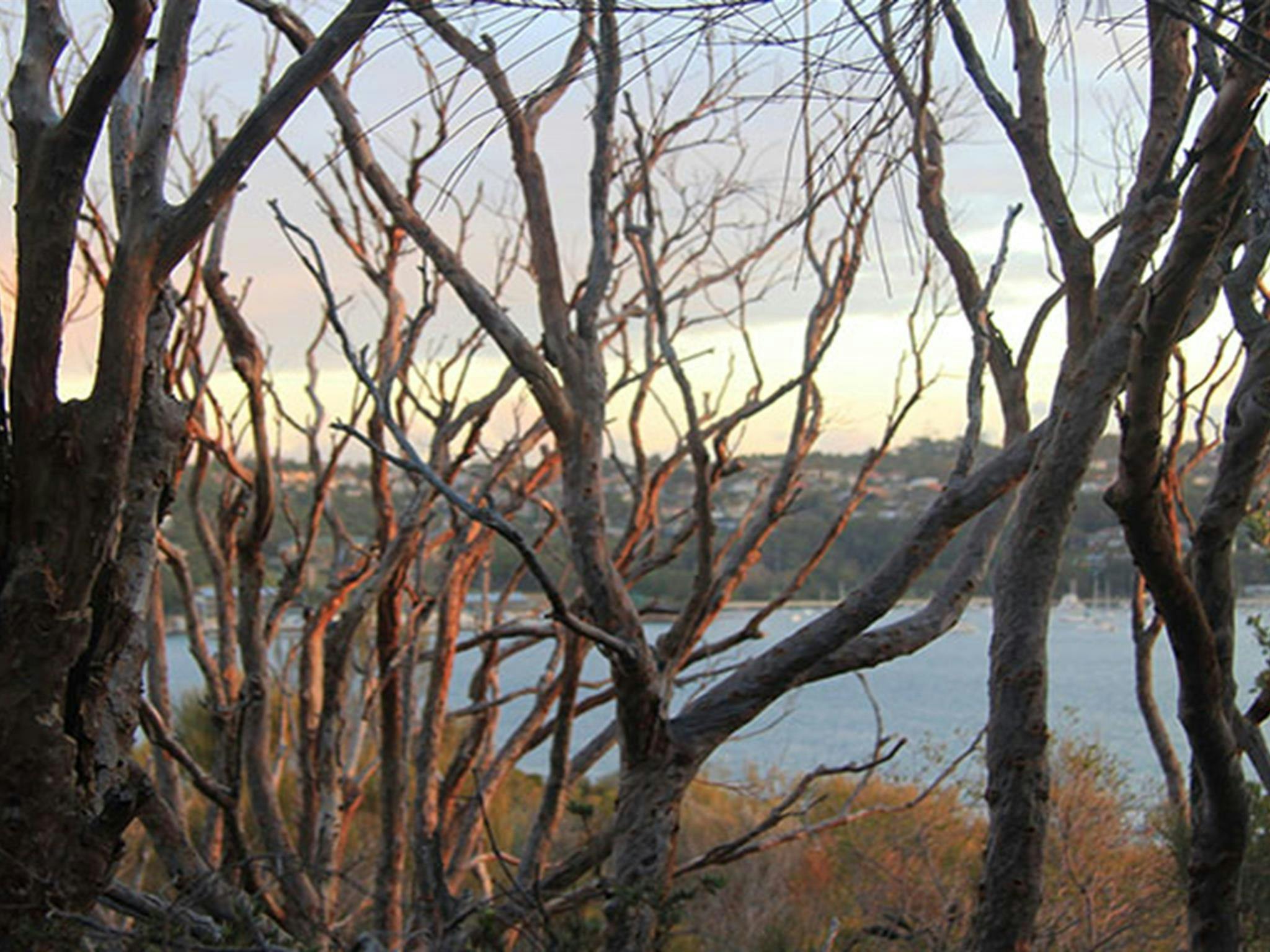 Harbour views on the track to Grotto Point lighthouse. Photo: OEH/Natasha Webb