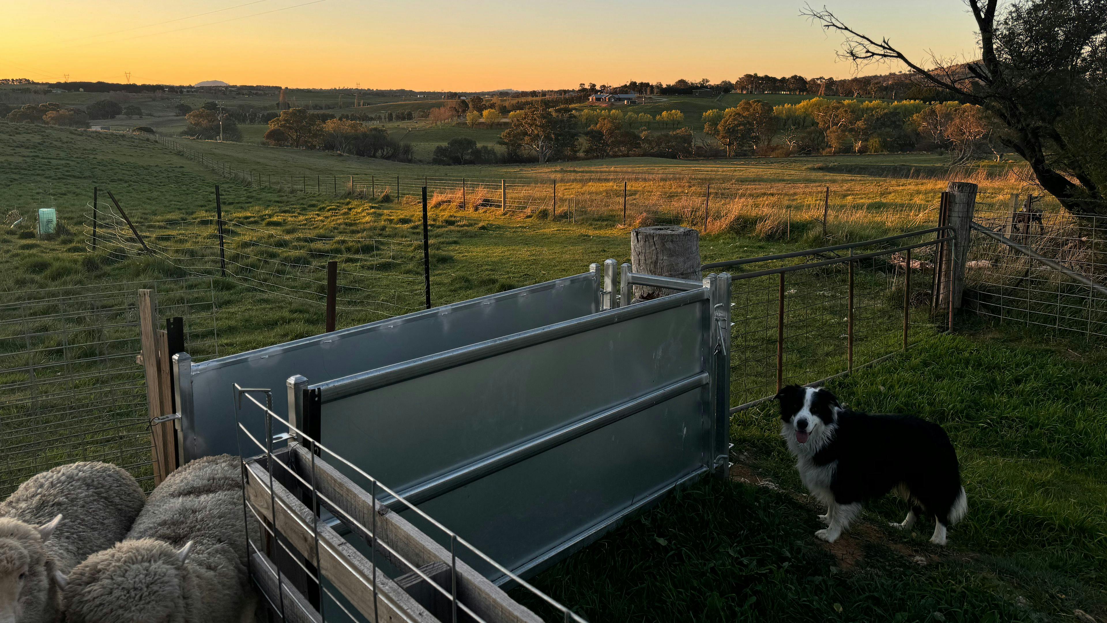 Image for Corella Farm