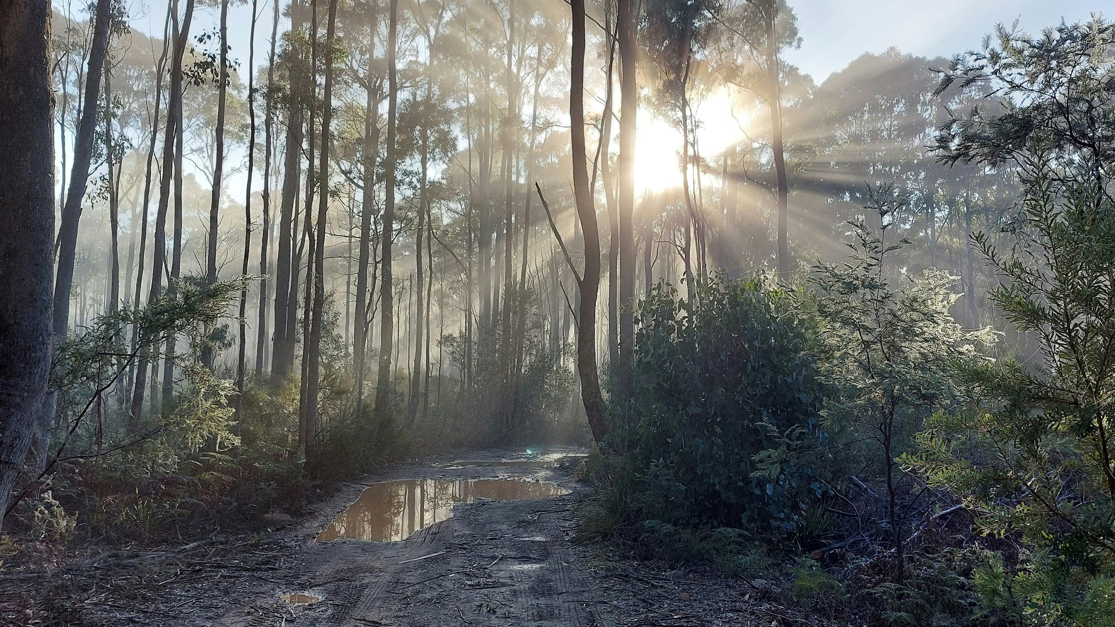 The Forest