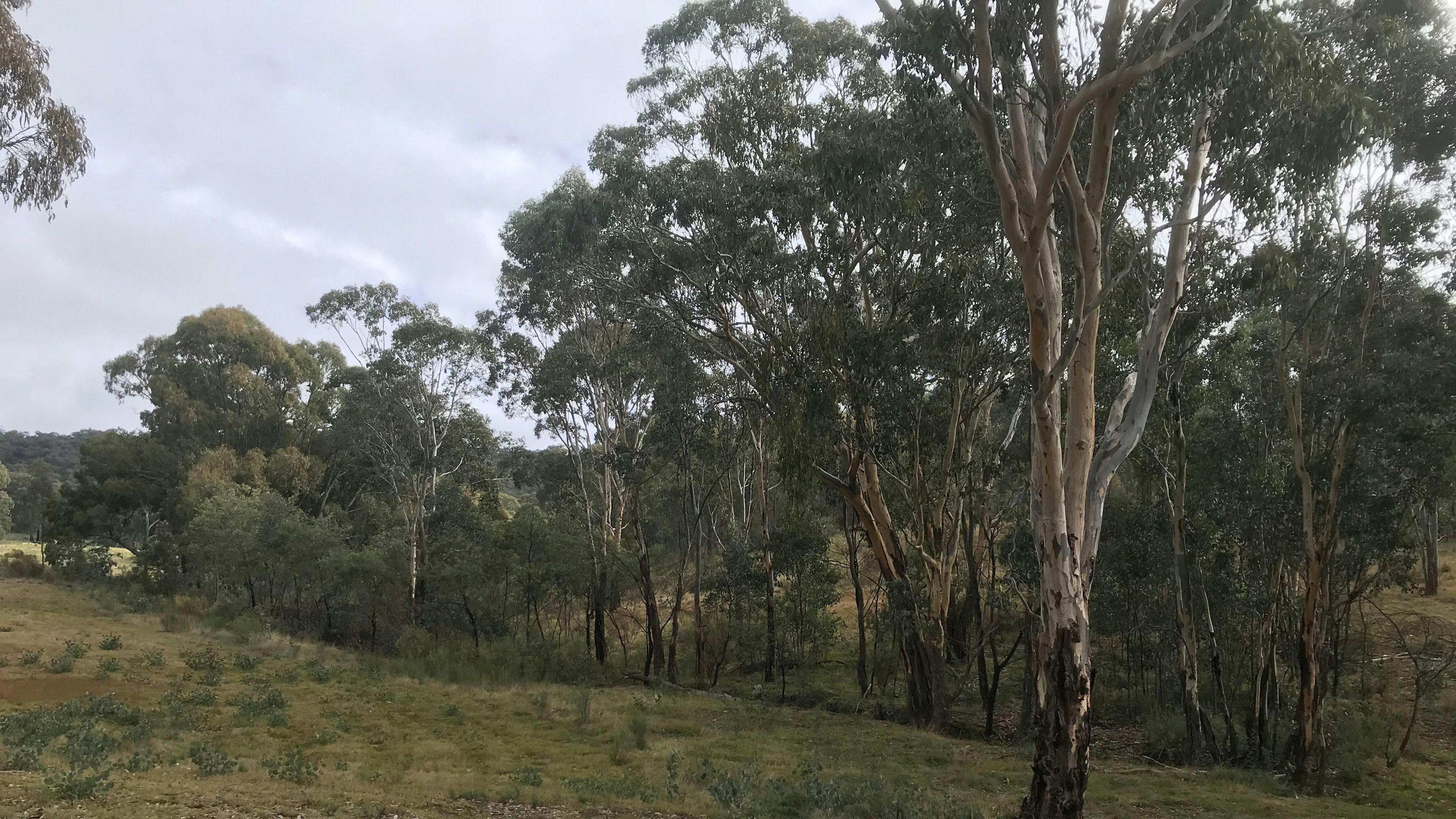 Gum Gully