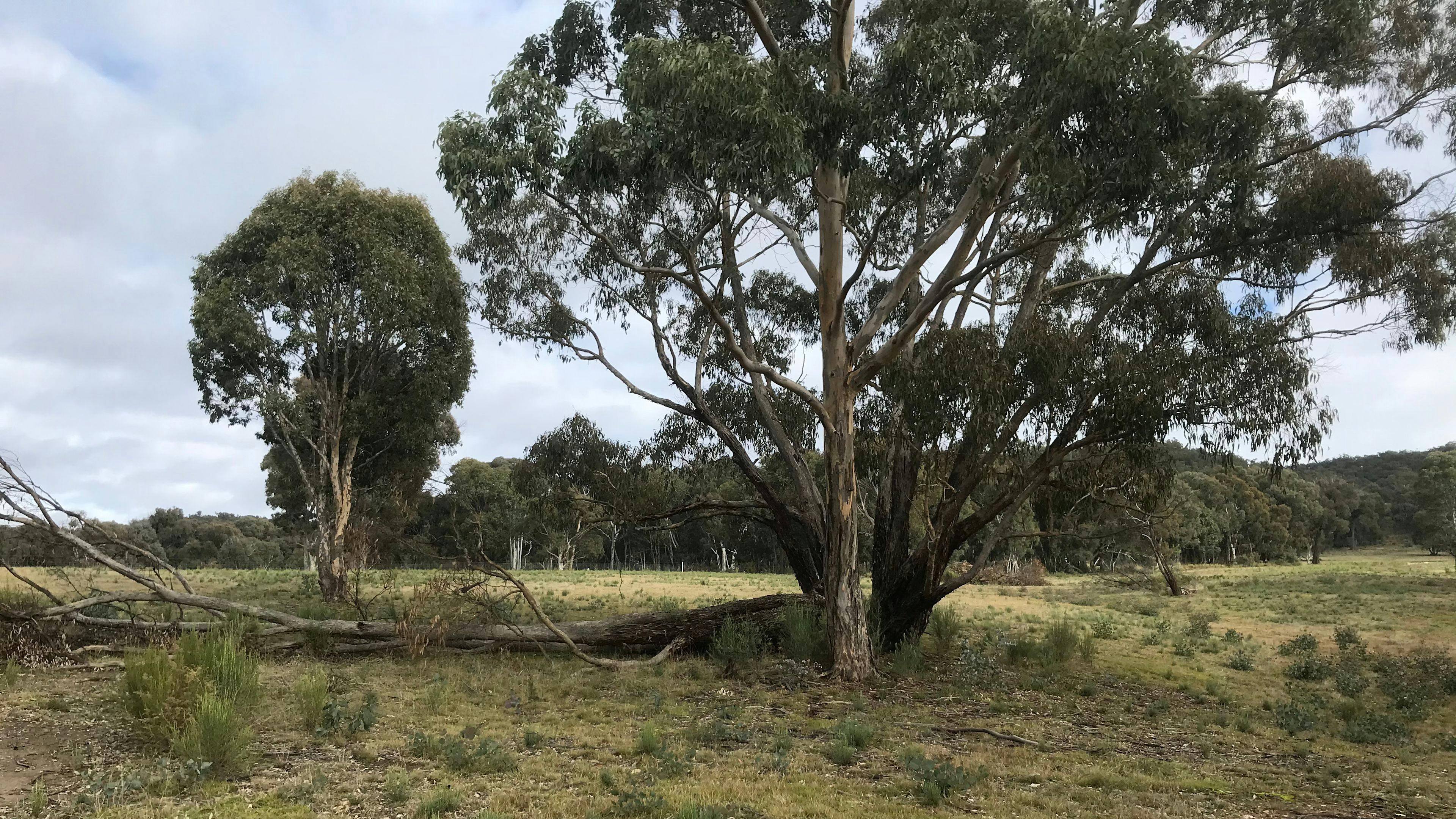 Gum Gully
