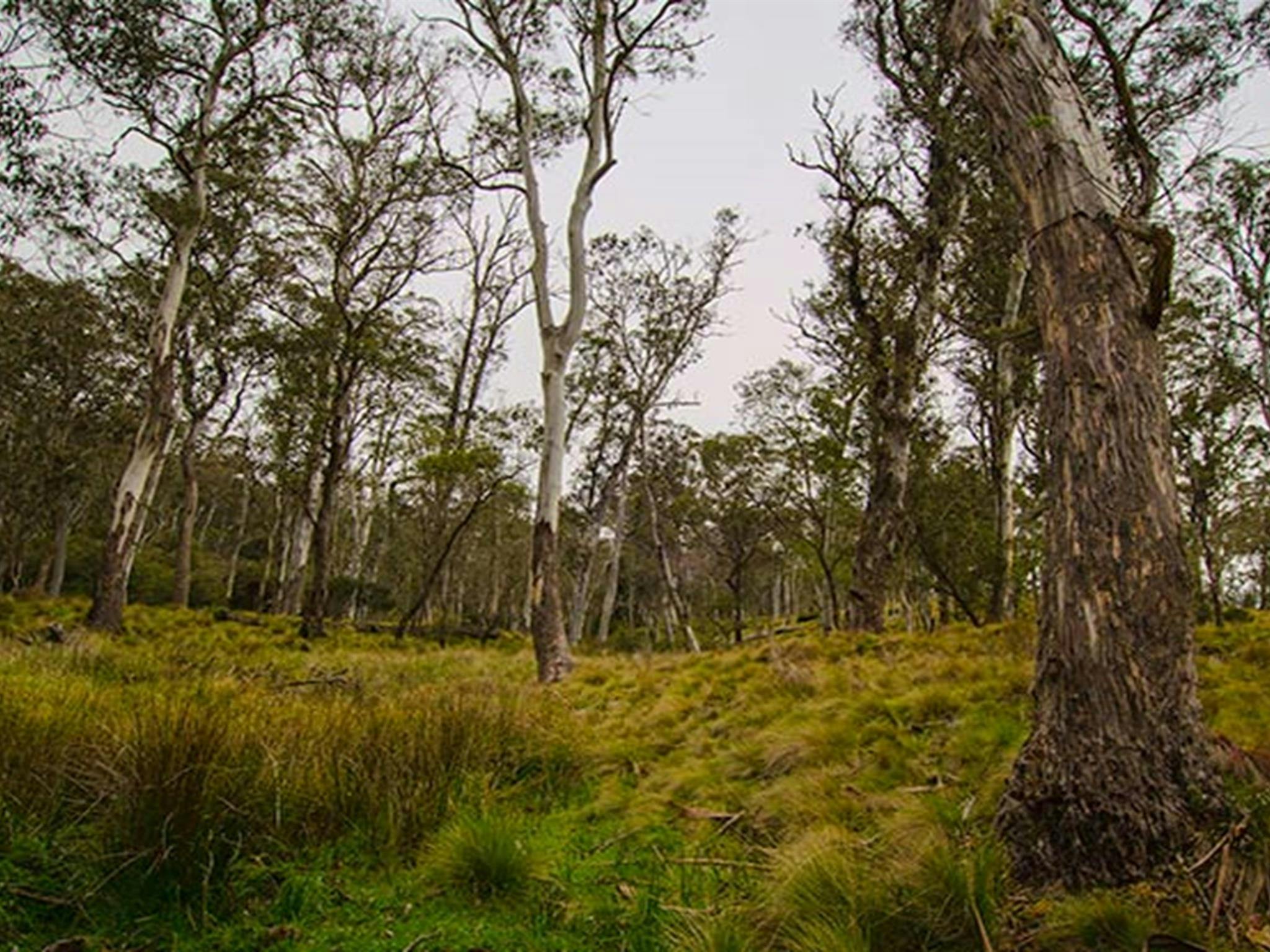 Campingplatz Gummi Falls, Naturschutzgebiet Barrington Tops. Foto: John Spencer/Regierung von New South Wales
