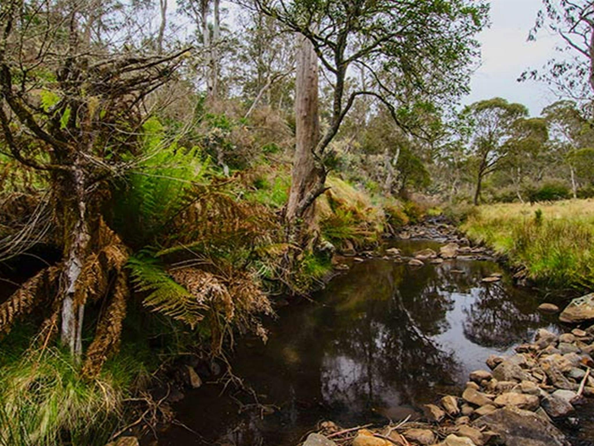 Gummi Falls 캠프장, Barrington Tops State Conservation Area. 사진: 존 스펜서/NSW 정부