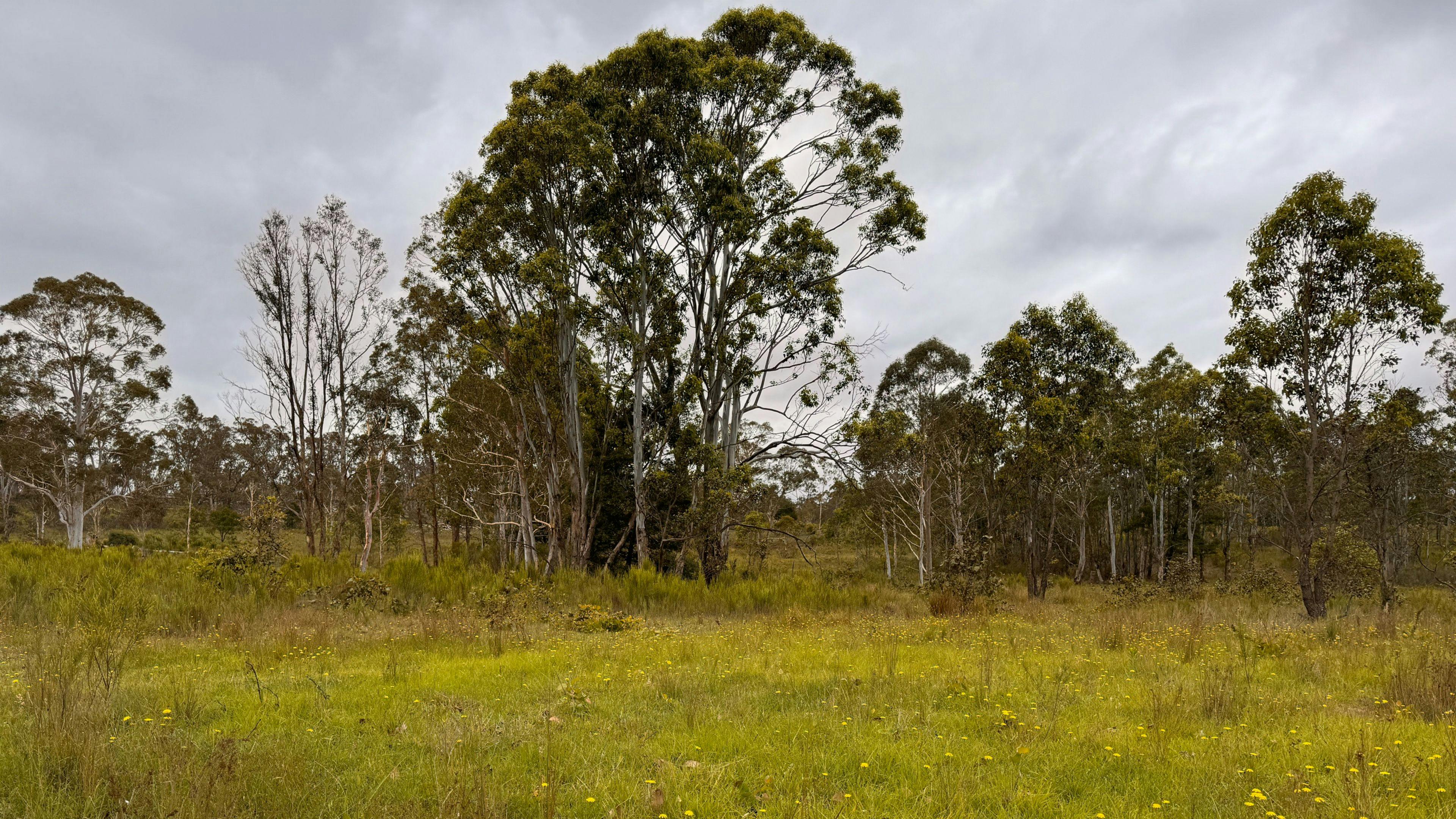 Gundungurra Rest