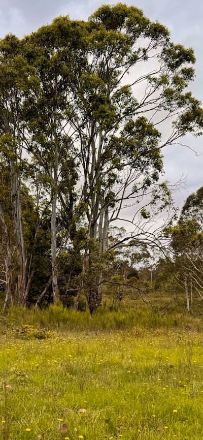 Gundungurra Rest