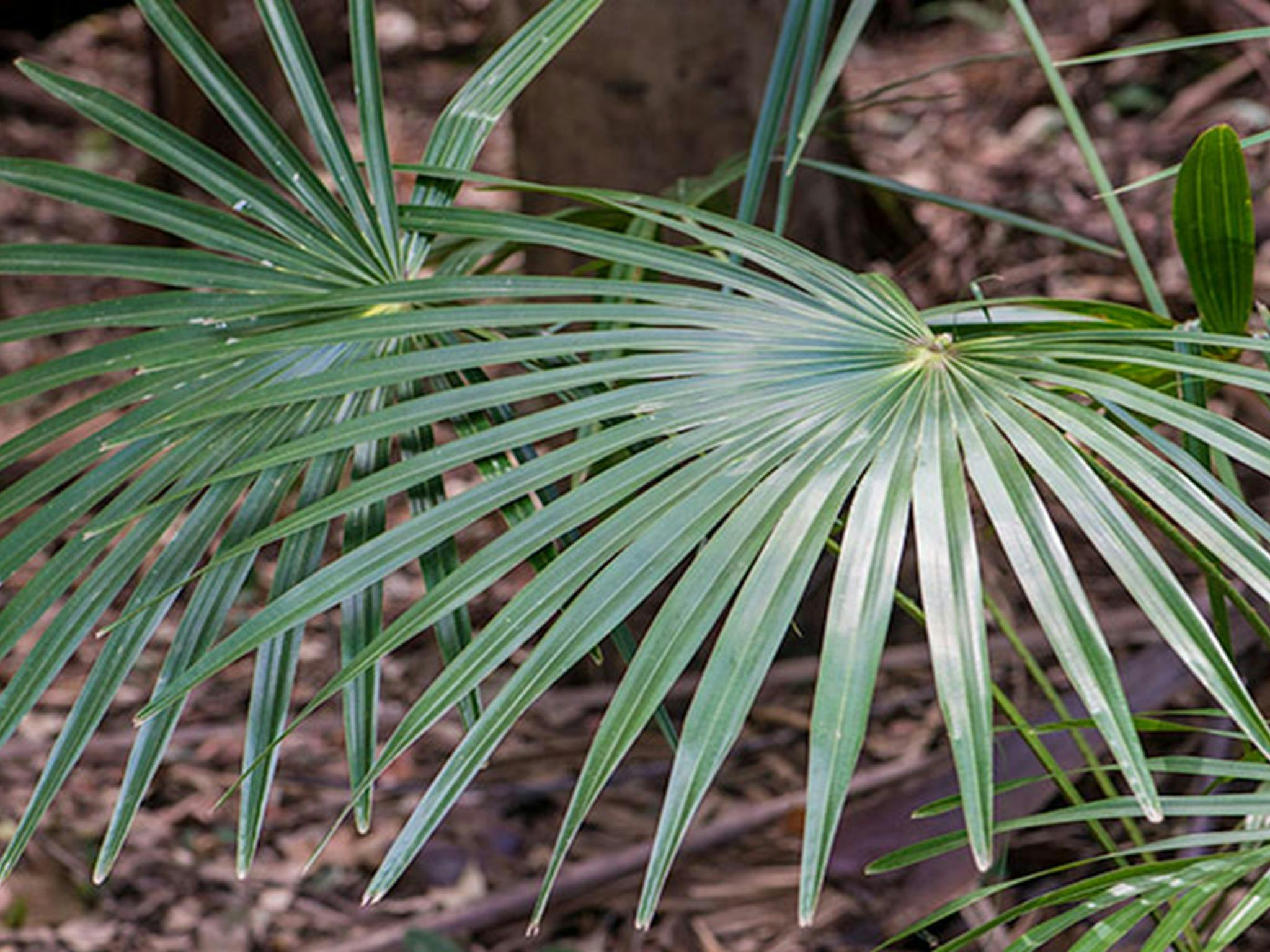 古爾姆比野餐區，沃林加特國家公園。照片：約翰·史賓塞