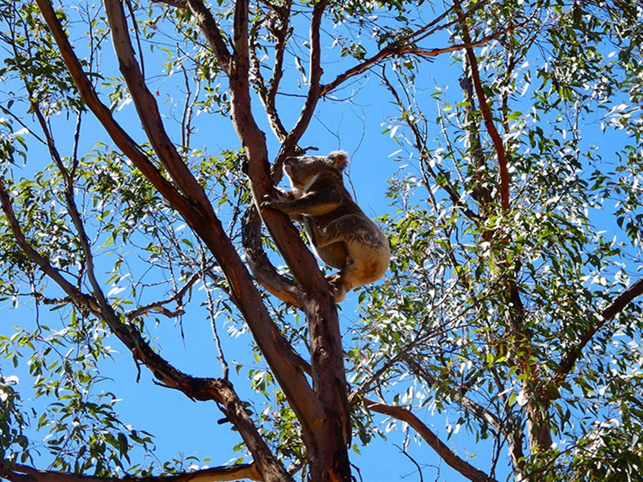 Koala up a tree, Guula Ngurra National Park. Photo: Gareth Pickford &copy; DPE