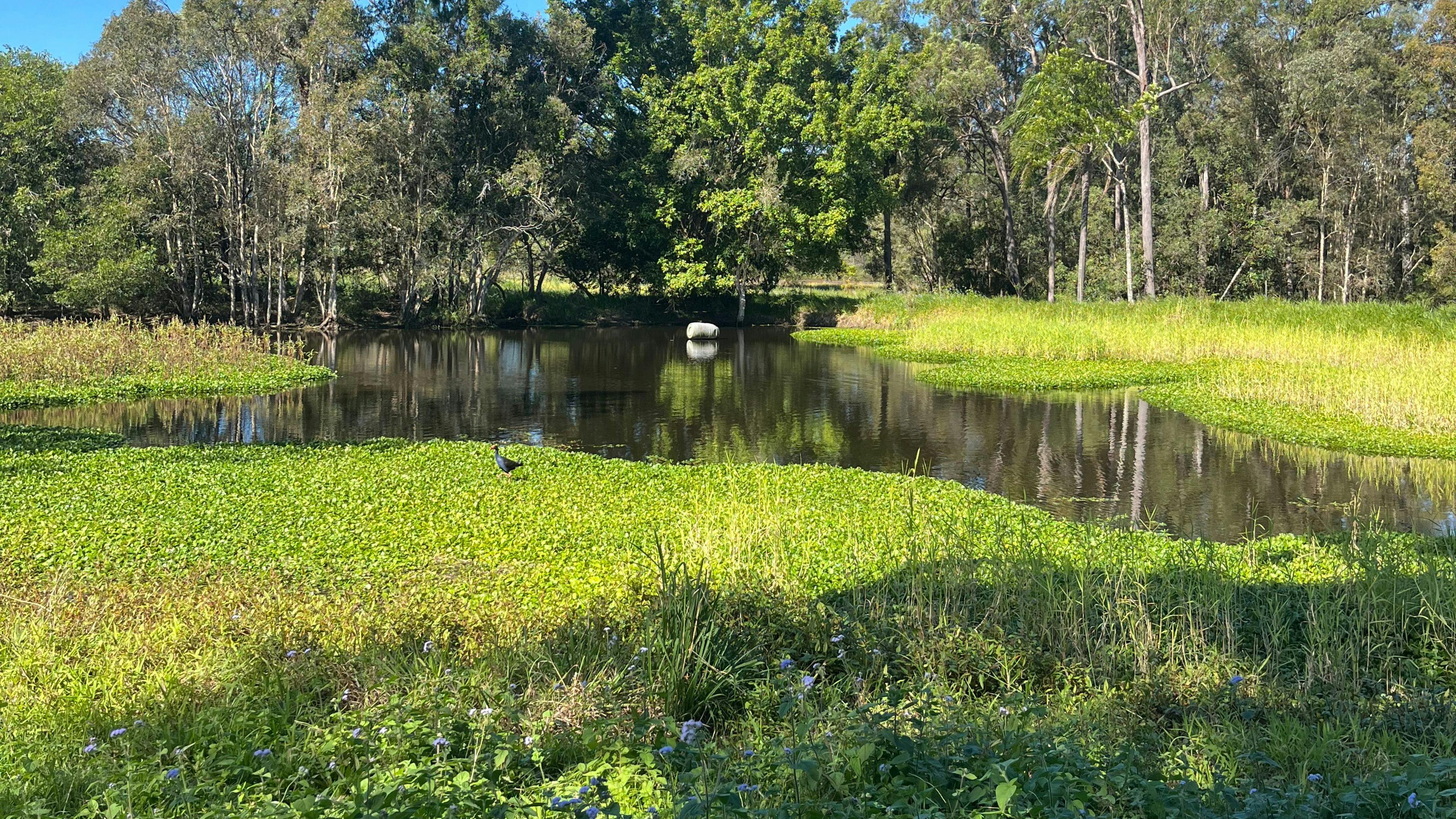 Clyde’s Forest Farm Adventure