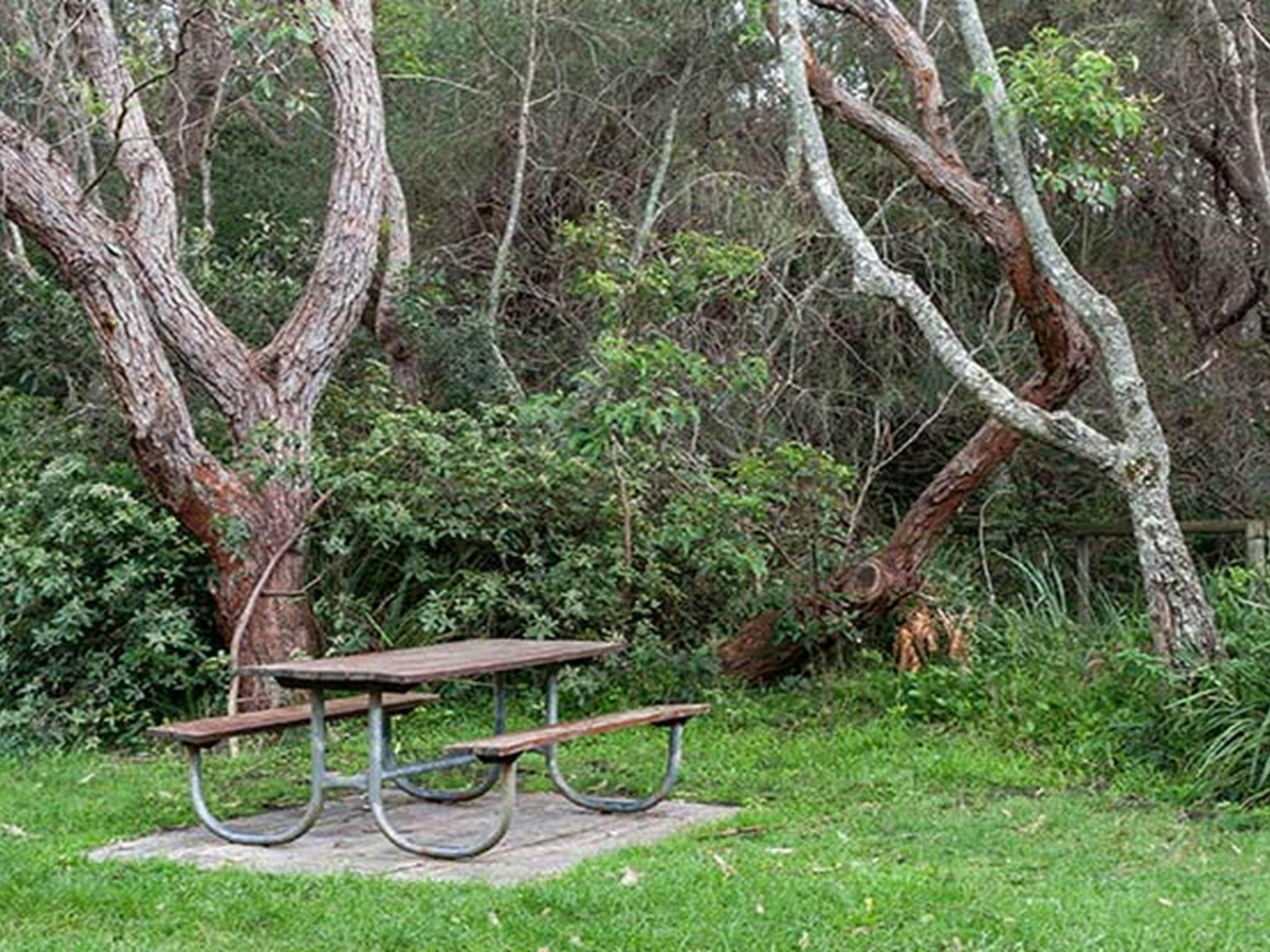 Ein Picknicktisch neben Bäumen im Picknickbereich Hammerhead Point, Jervis Bay Nationalpark. Foto:
