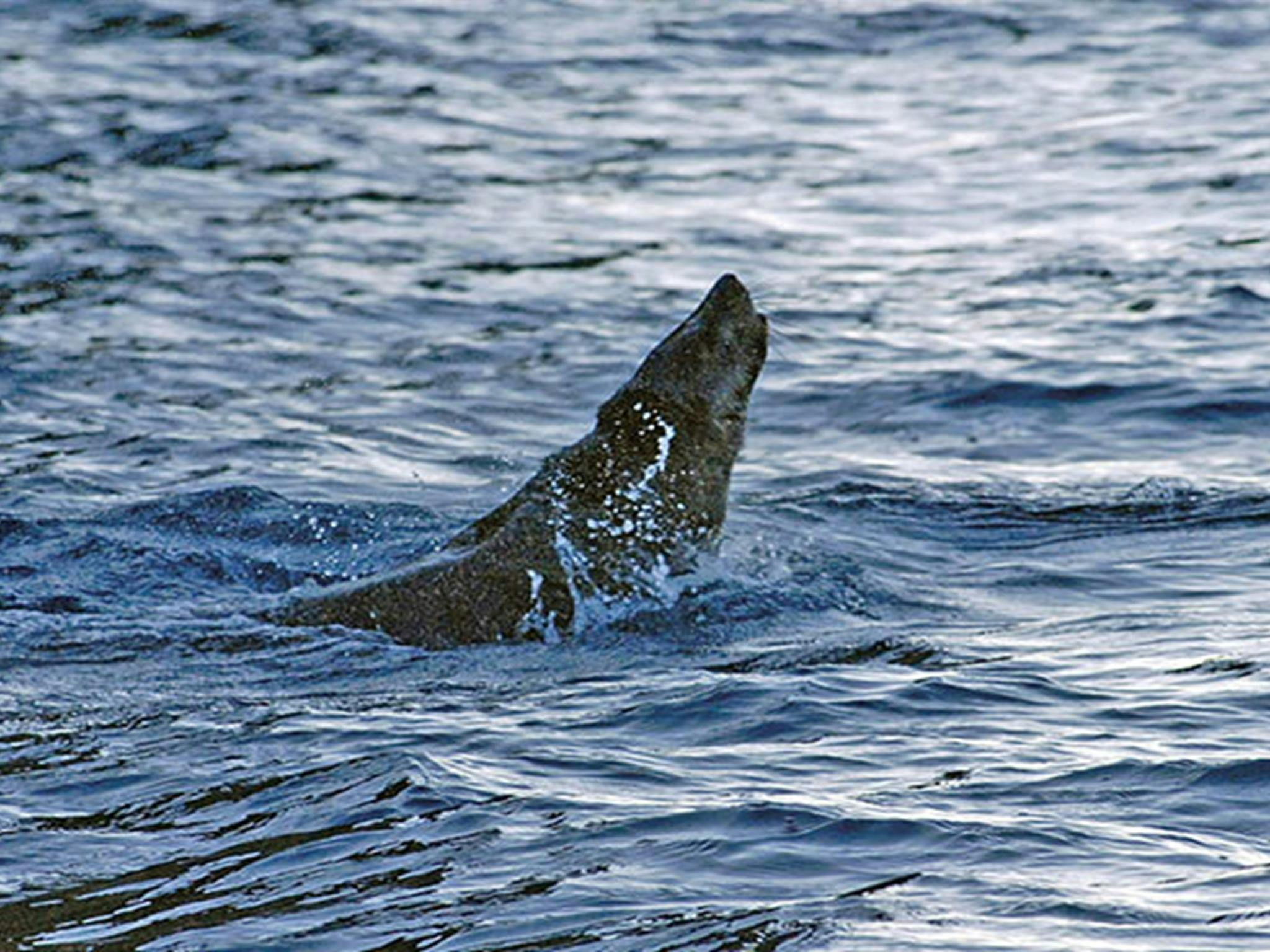 Eine Robbe streckt ihren Kopf in der Jervis Bay aus dem Wasser. Foto: Michael Van Ewijk © DPIE