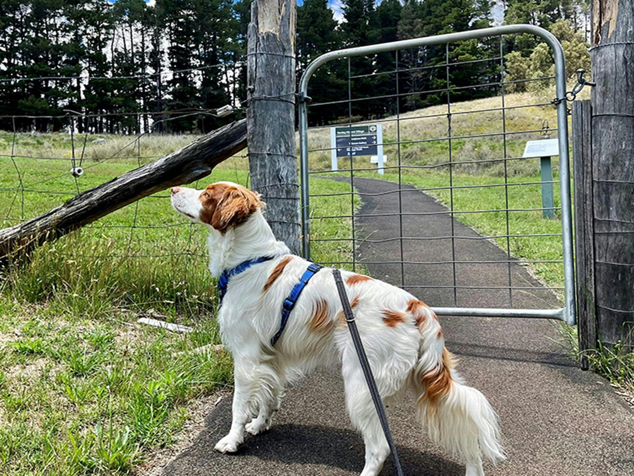 在哈特利历史村，允许牵着狗（仅限牵绳的狗）进行短途步行前往 Kew-Y-Ahn。