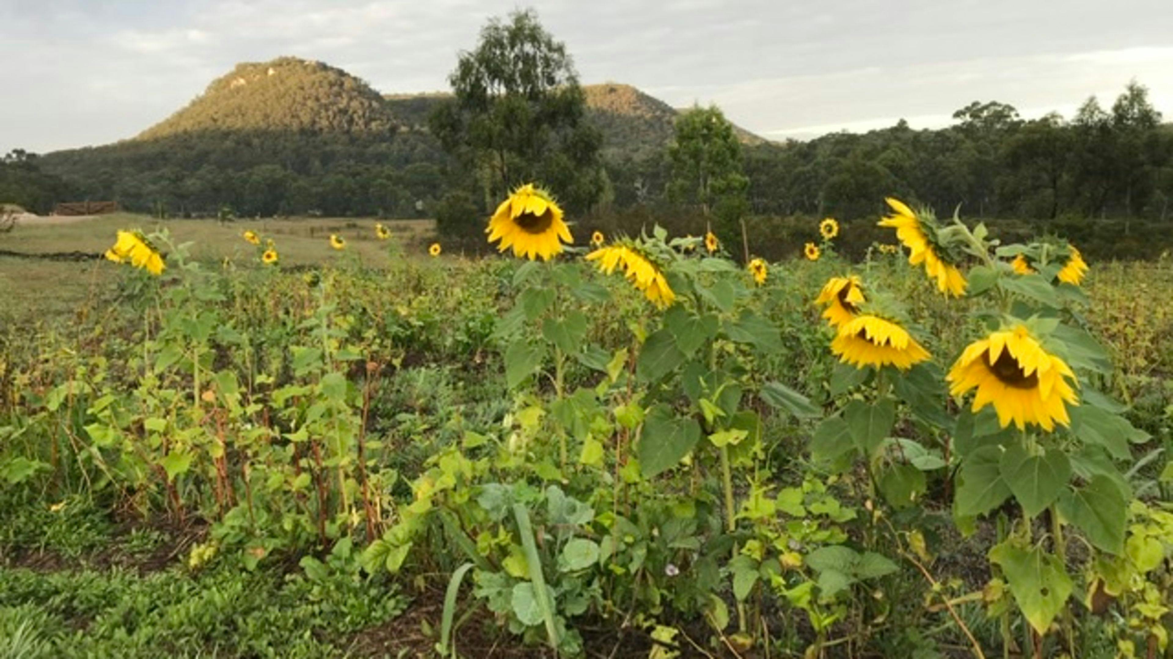 1시즌째 마늘밭에서 녹비 작물을 재배하고 있습니다.